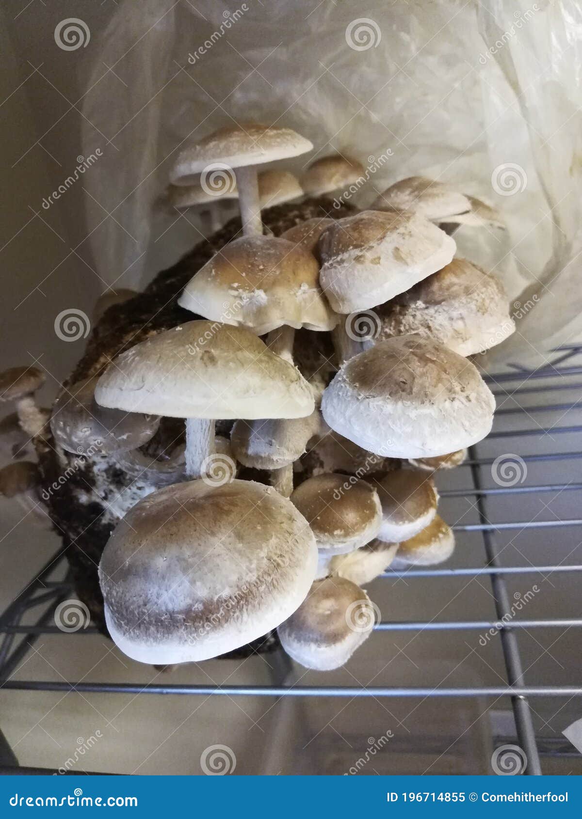 Shiitake mushroom kit stock image. Image of wood, food 196714855