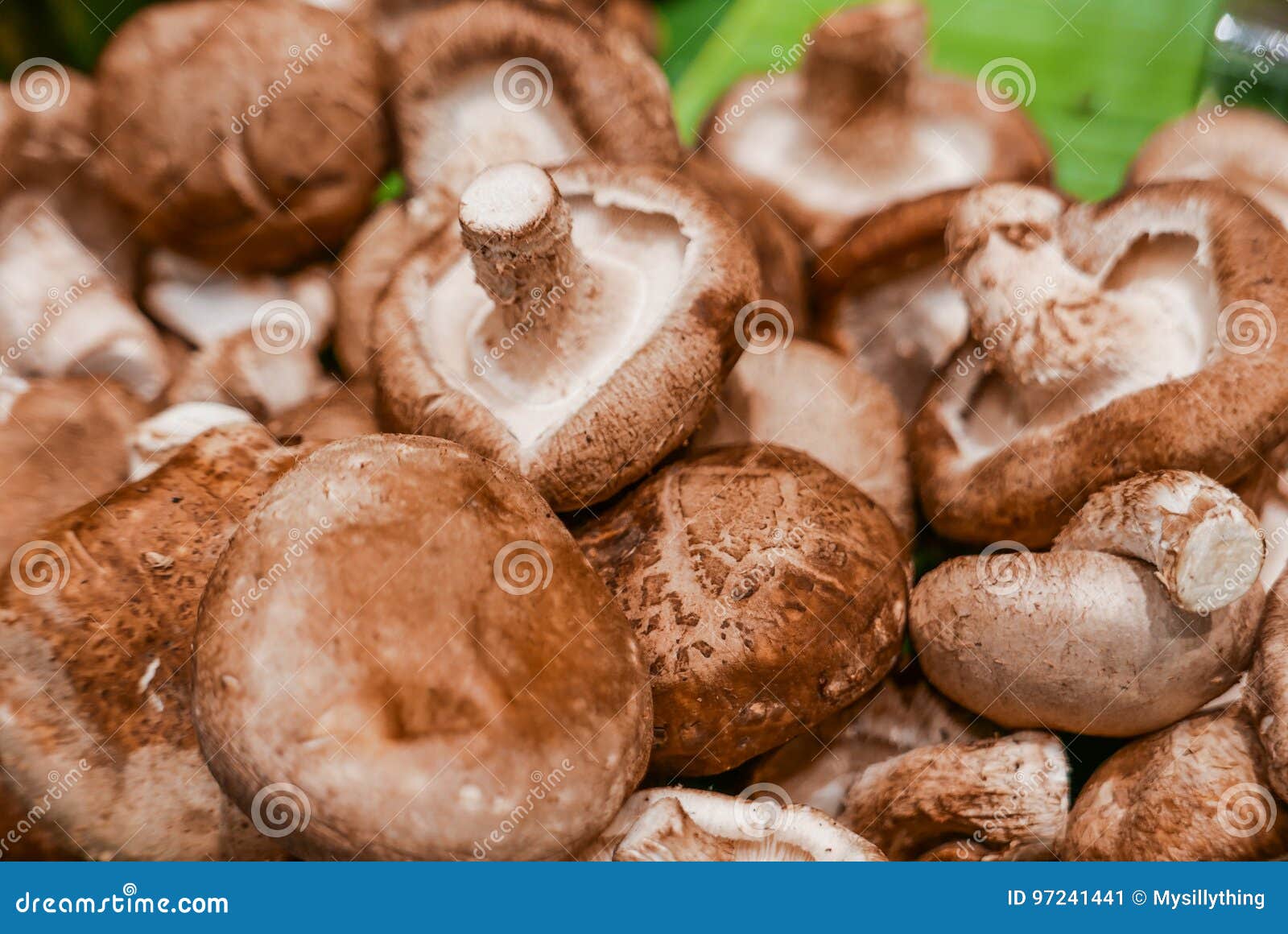 Shiitake Mushroom in Stall at Supermarket Stock Image Image of