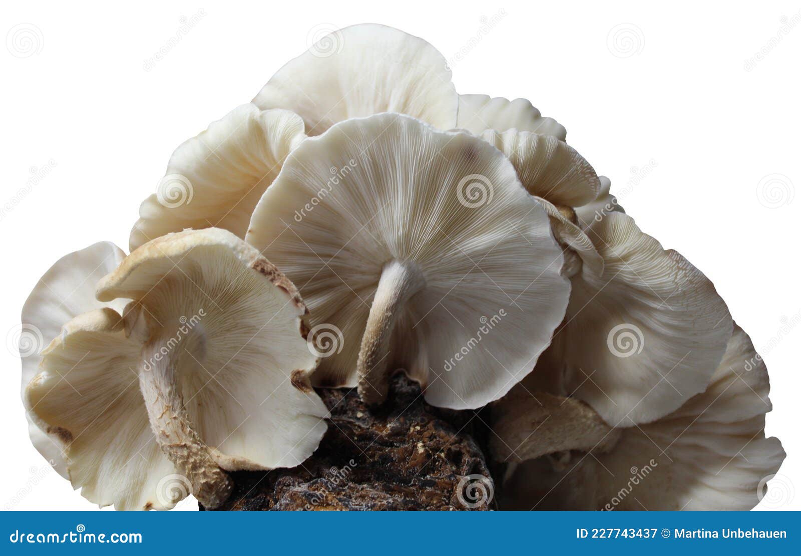 Shiitake on a Mushroom Substrate Stock Image Image of japanese