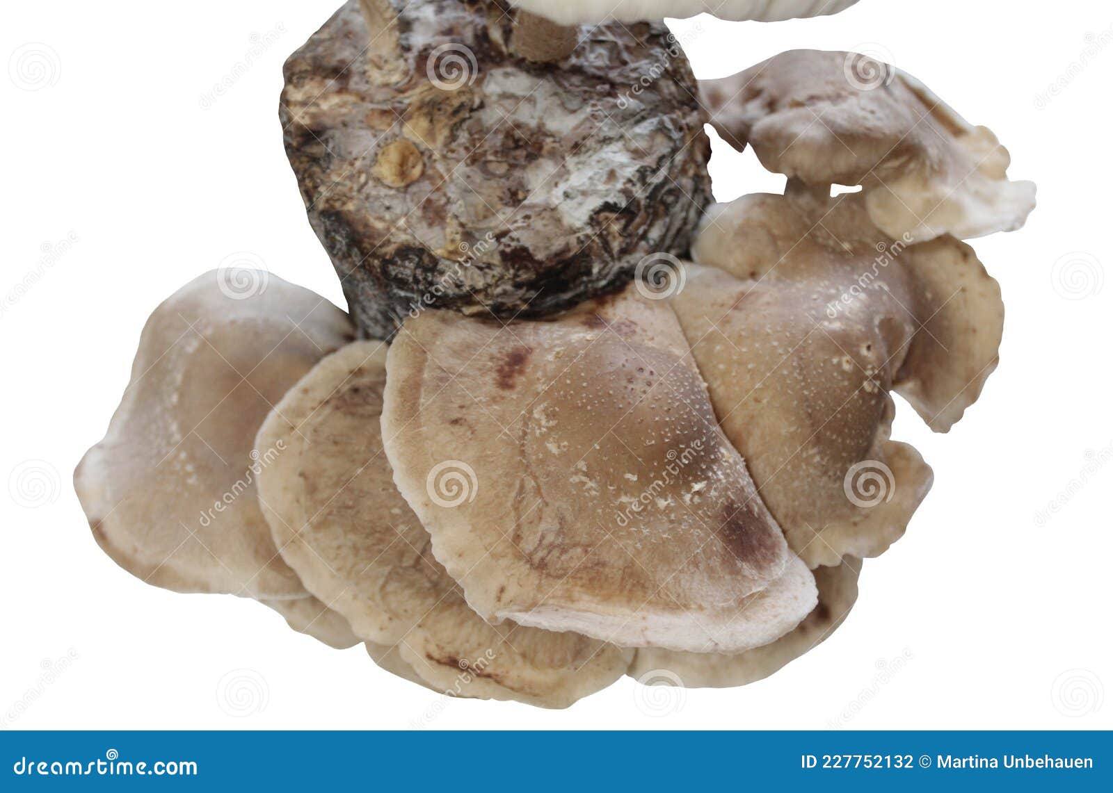 Shiitake on a Mushroom Substrate Stock Photo Image of chinese, asian