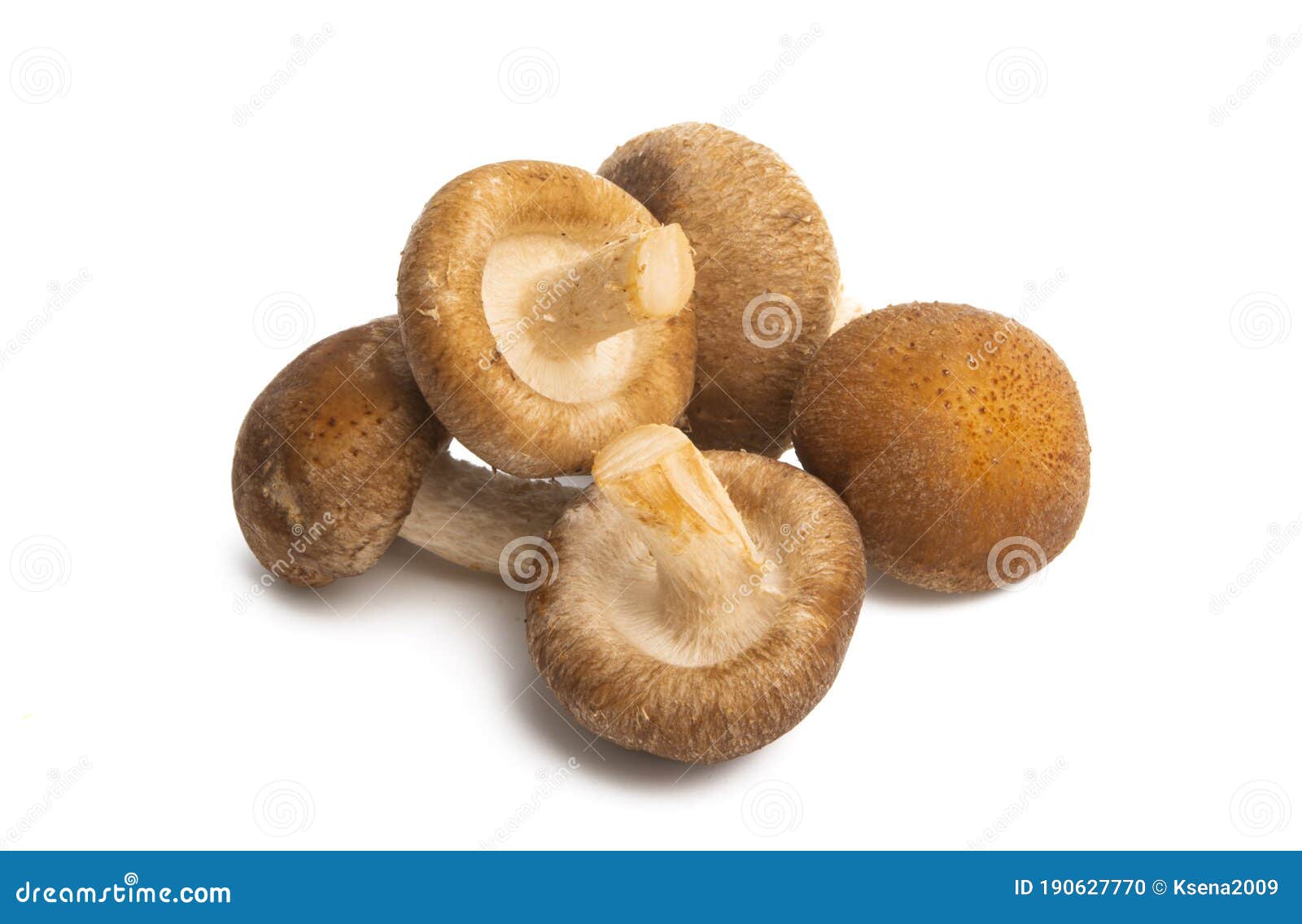 Shiitake Mushrooms Isolated Stock Photo Image of single, brown 190627770