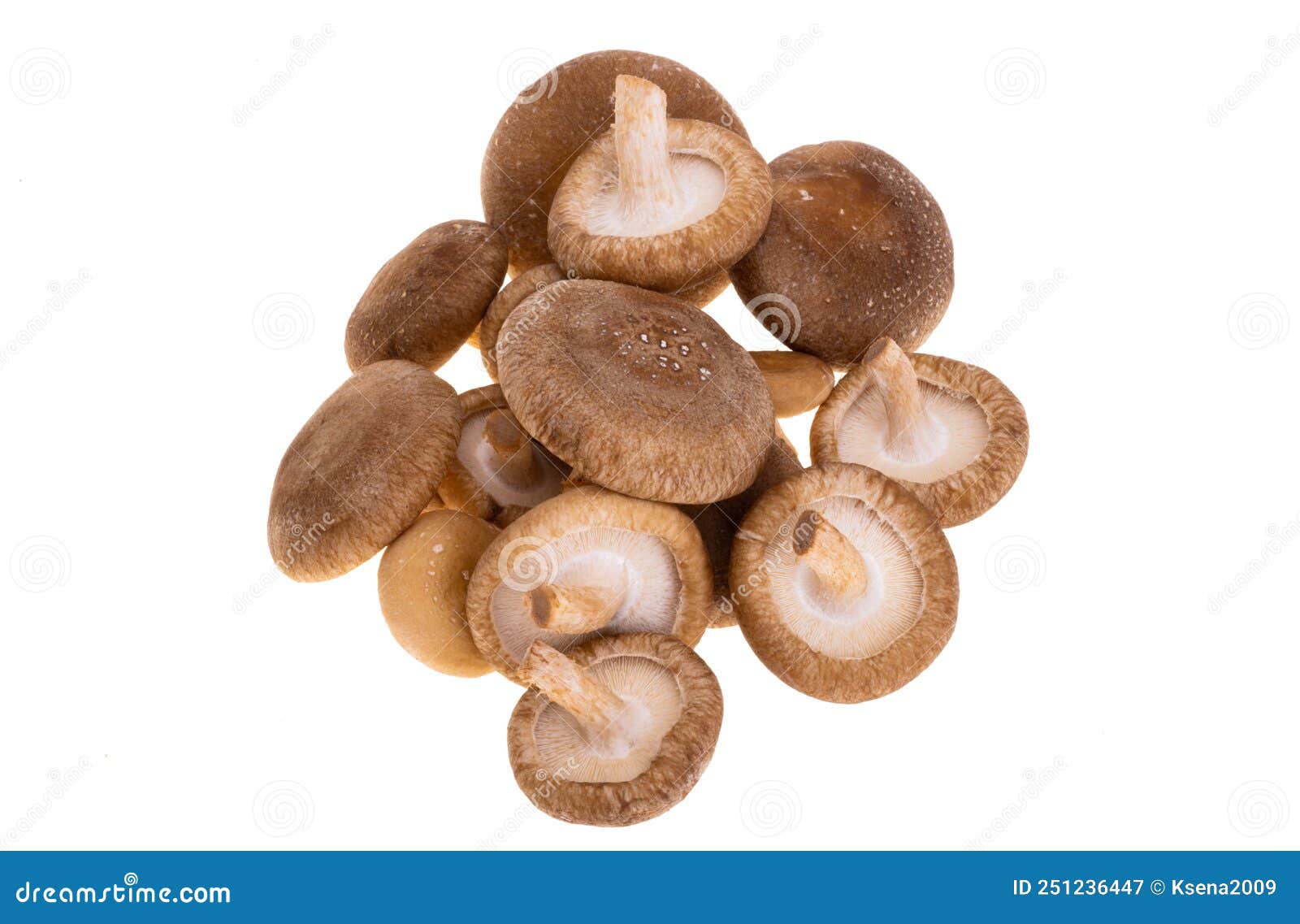 Shiitake Mushrooms Isolated Stock Image Image of fungus, fresh 251236447
