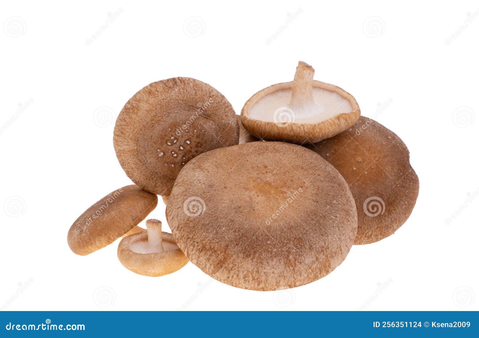 Shiitake Mushrooms Isolated Stock Photo Image of background, healthy