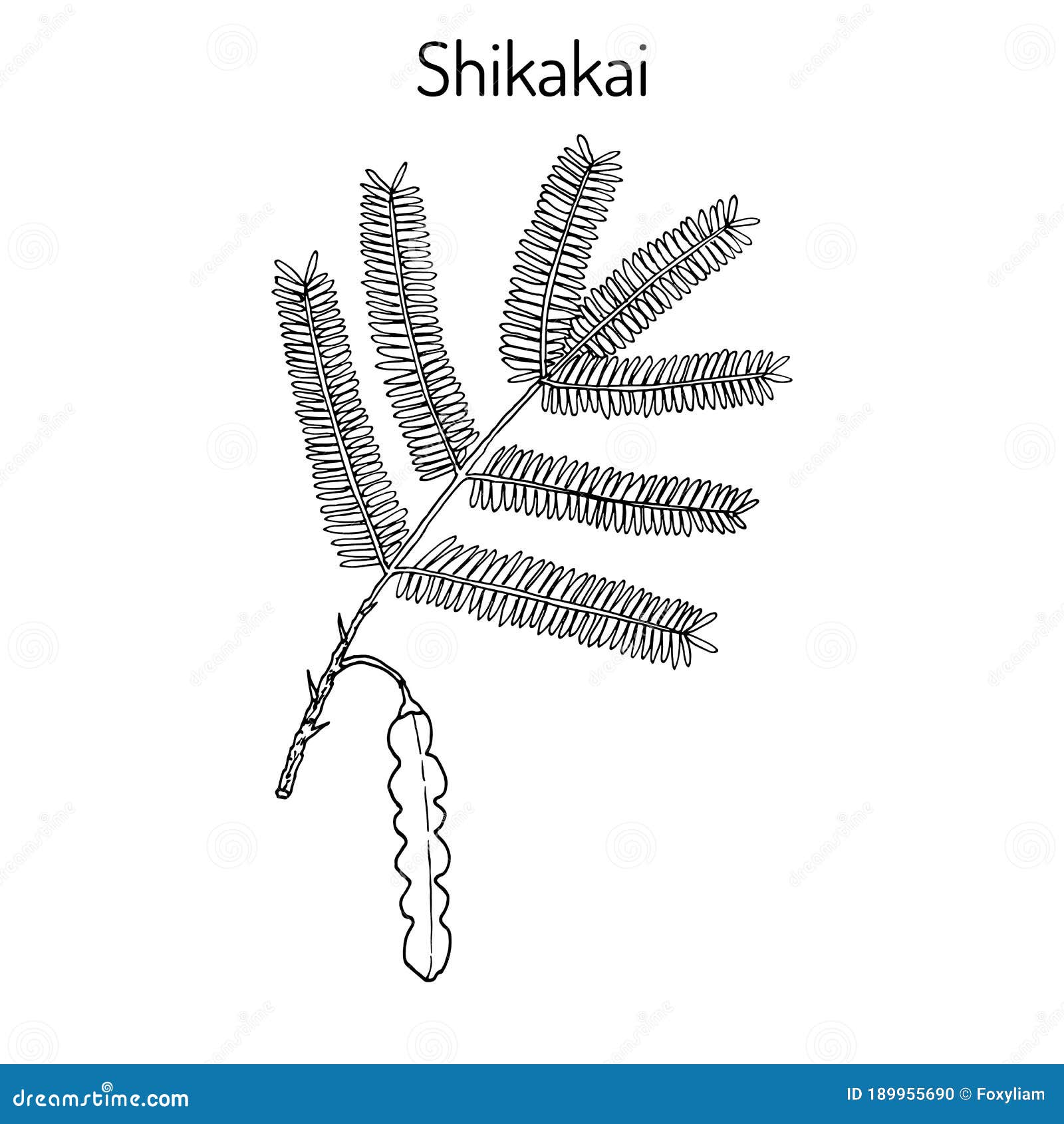 shikakai acacia concinna , or soap bobs, saptala, medicinal plant