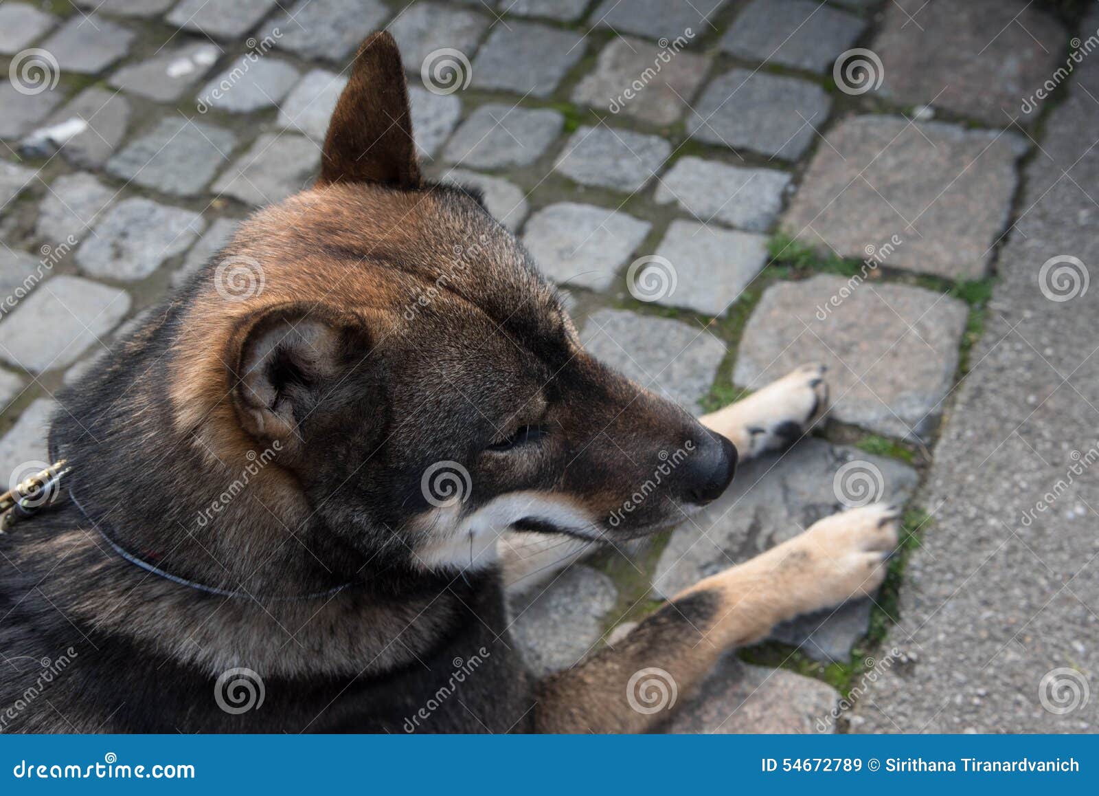 Shikoku dog lying on the ground