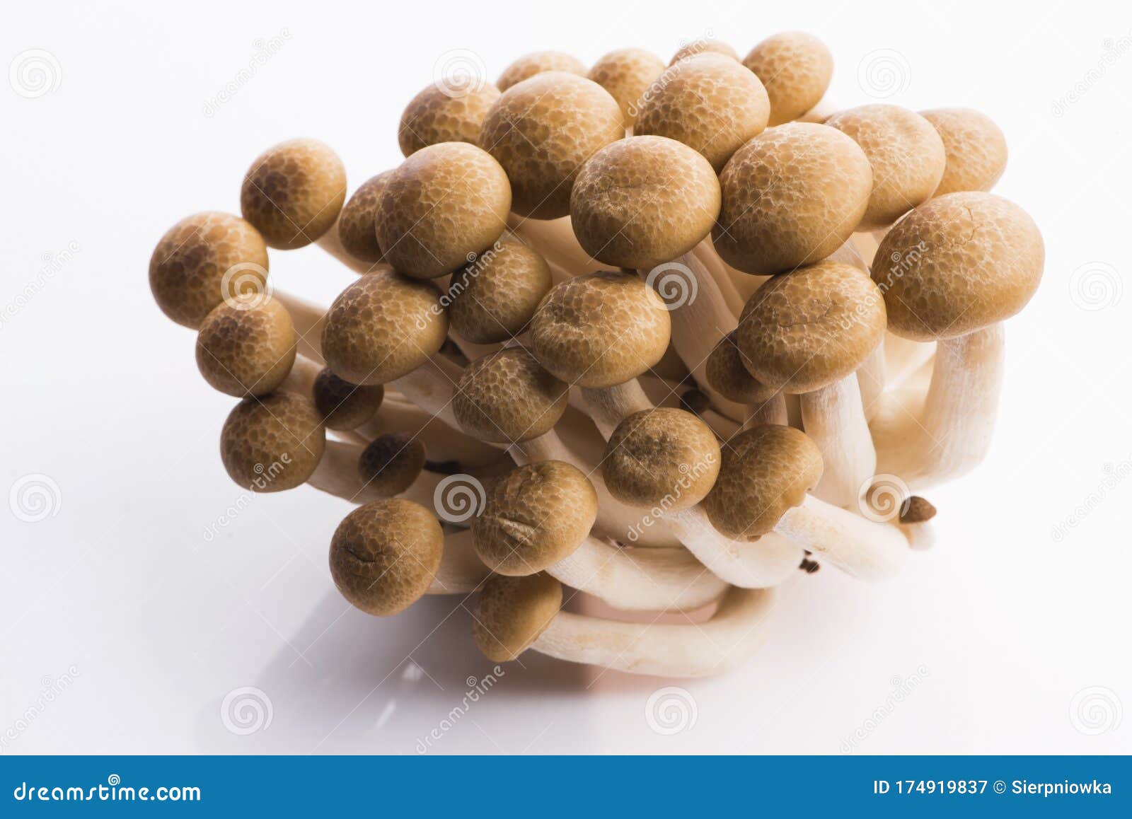 Shimeji BrownBuchenpilze, stockbild. Bild von nährstoffe 174919837