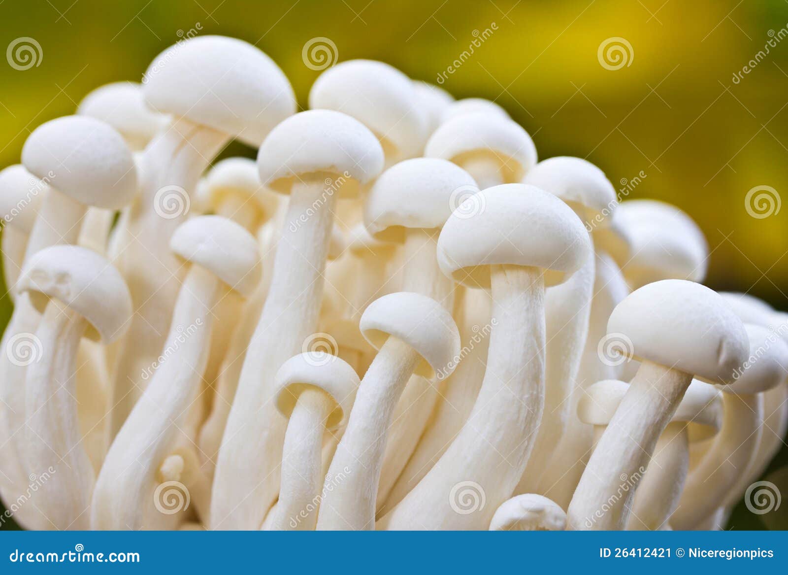 Shimeji mushroom. stock image. Image of mushroom, cuisine 26412421