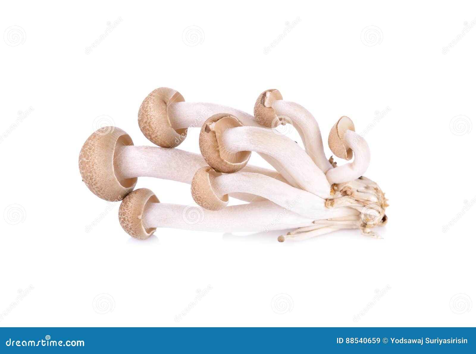 Shimeji Mushroom, Brown Beech Mushroom On White Background Stock Image Image of cuisine, asian