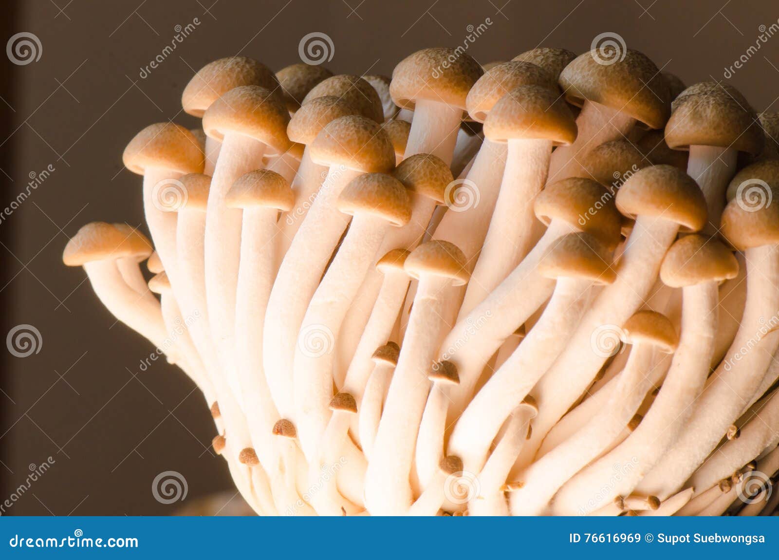 Shimeji mushroom stock image. Image of life, nature, cooking 76616969