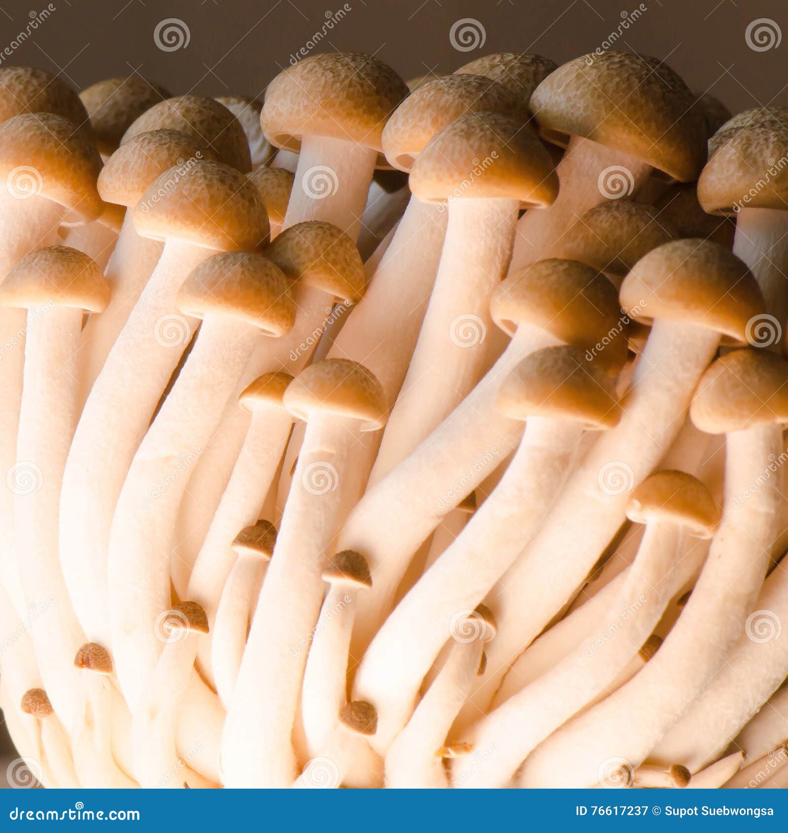 Shimeji mushroom stock image. Image of nature, ingredient 76617237