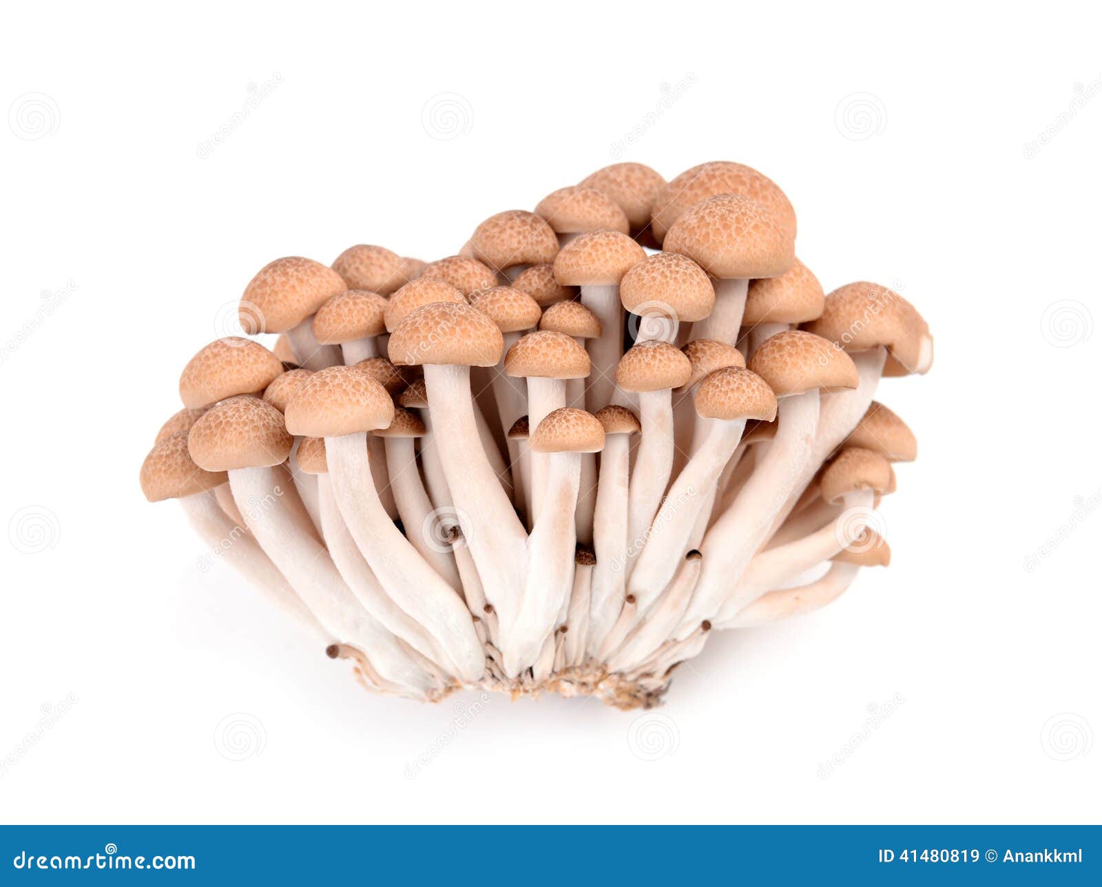 Chinese mushrooms, Enoki,Hon-shimeji and Shitake isolated on a