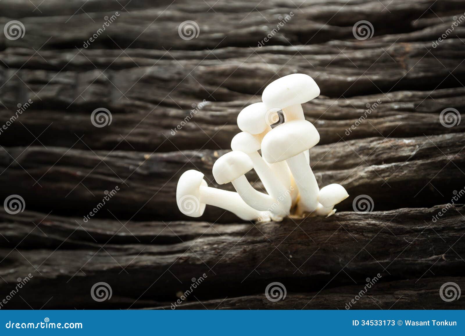 Shimeji Mushroom stock image. Image of nutrition, vegetable 34533173