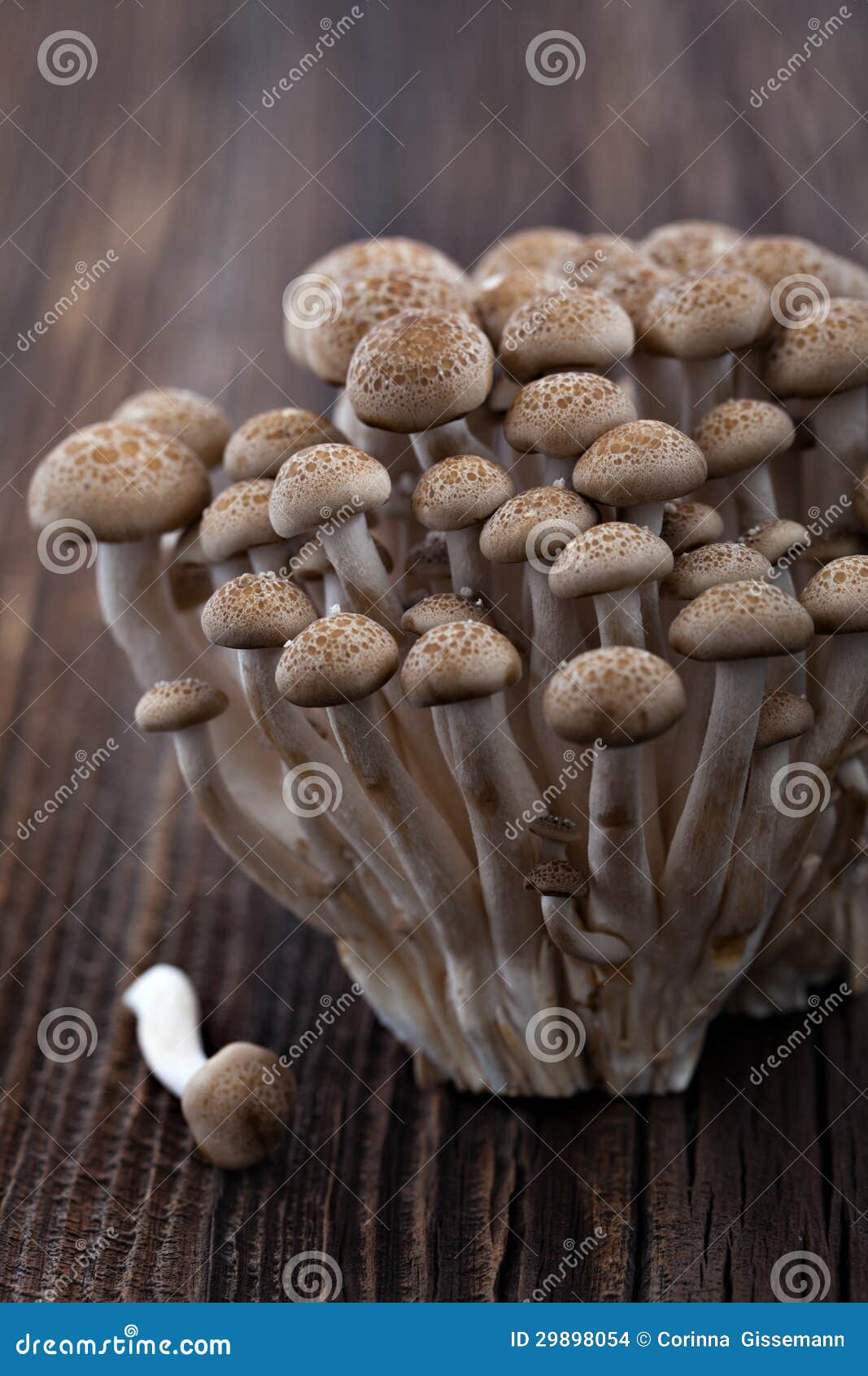 Shimeji stock photo. Image of shimeji, group, edible 29898054