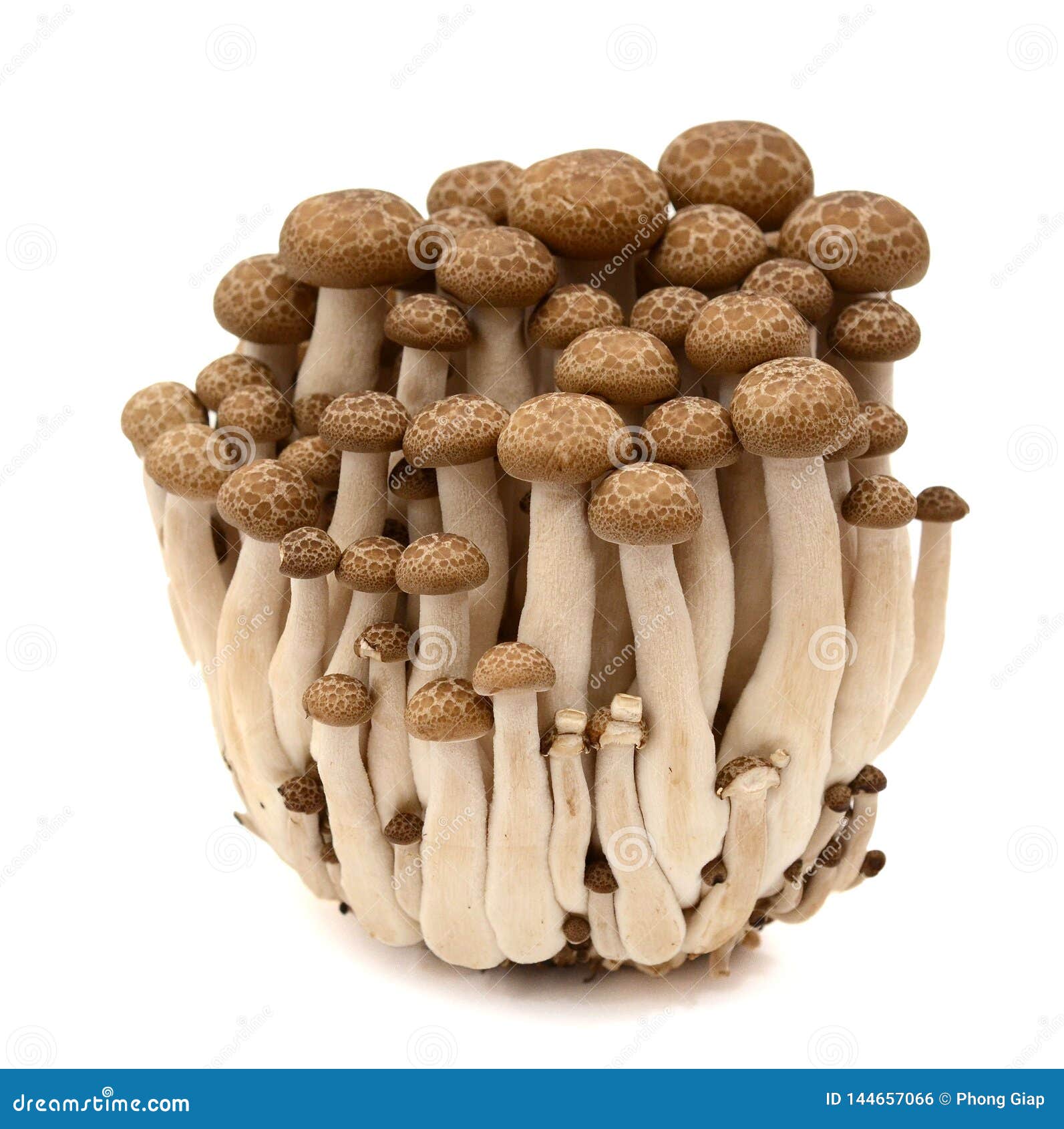 Shimeji Mushrooms Brown Varieties Isolated on White Background. Stock