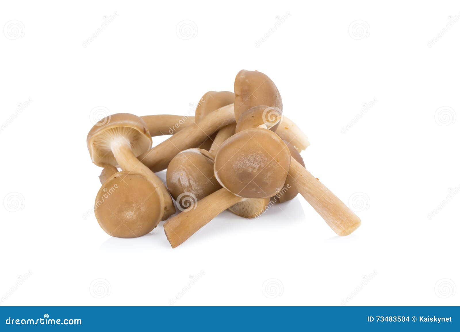 Shimeji Mushrooms Brown Varieties Isolated on White Background Stock