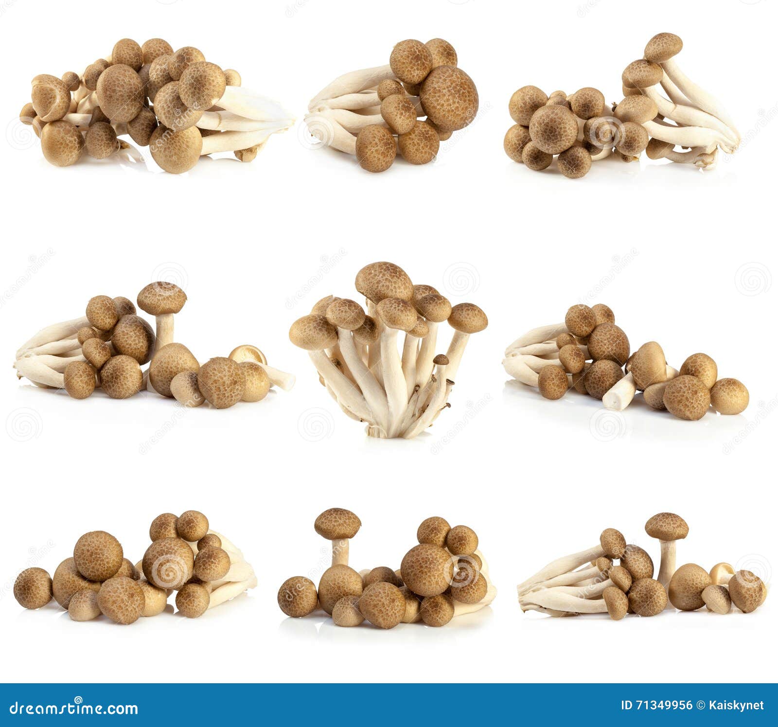 Shimeji Mushrooms Brown Varieties Stock Photo Image of nutrition