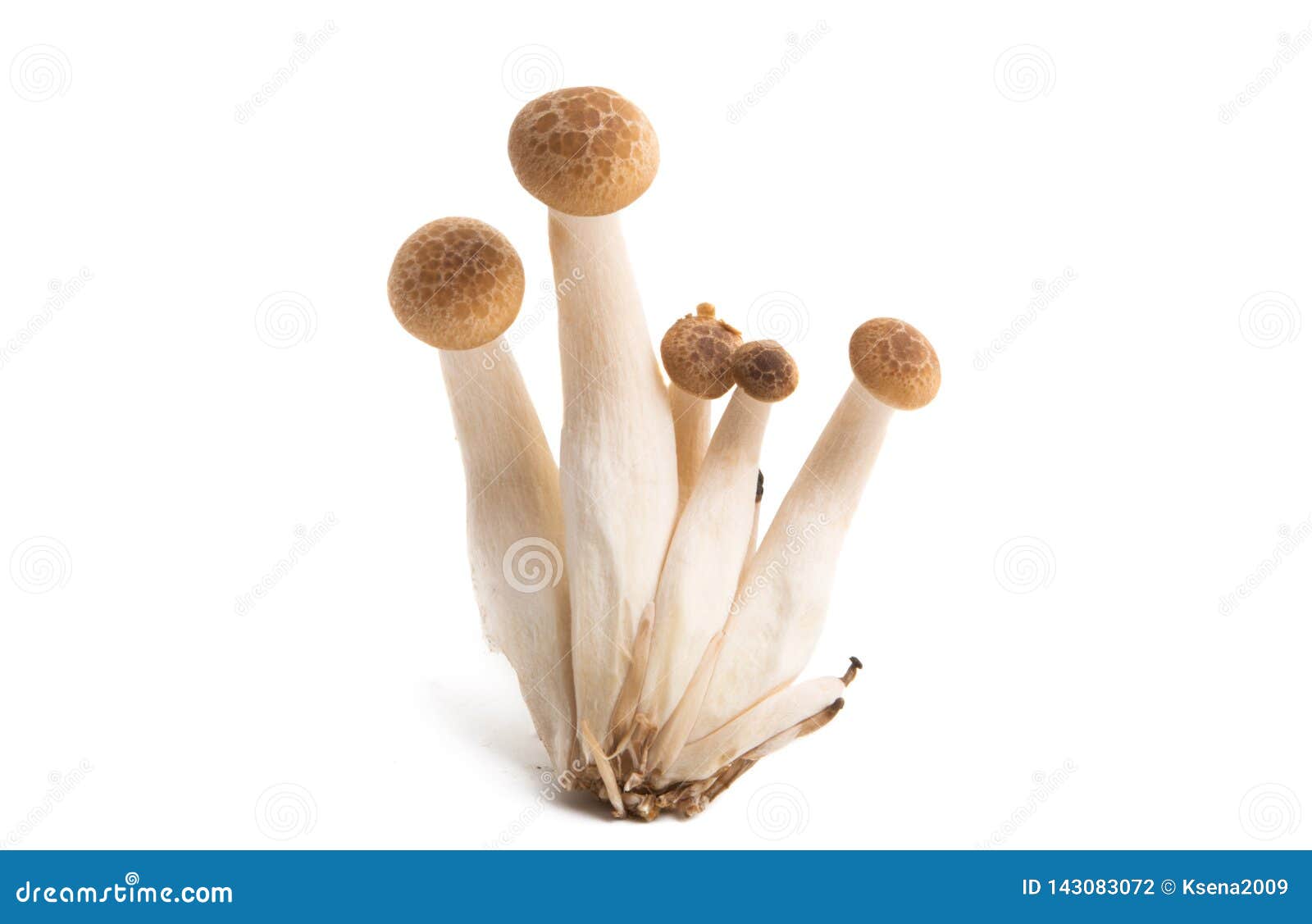 Shimeji mushrooms stock photo. Image of cuisine, brown 143083072