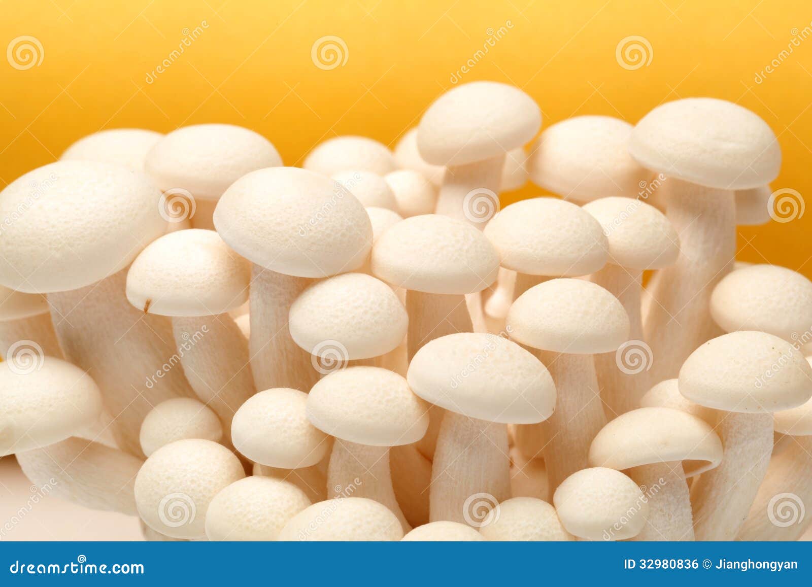 White Shimeji Mushroom Image