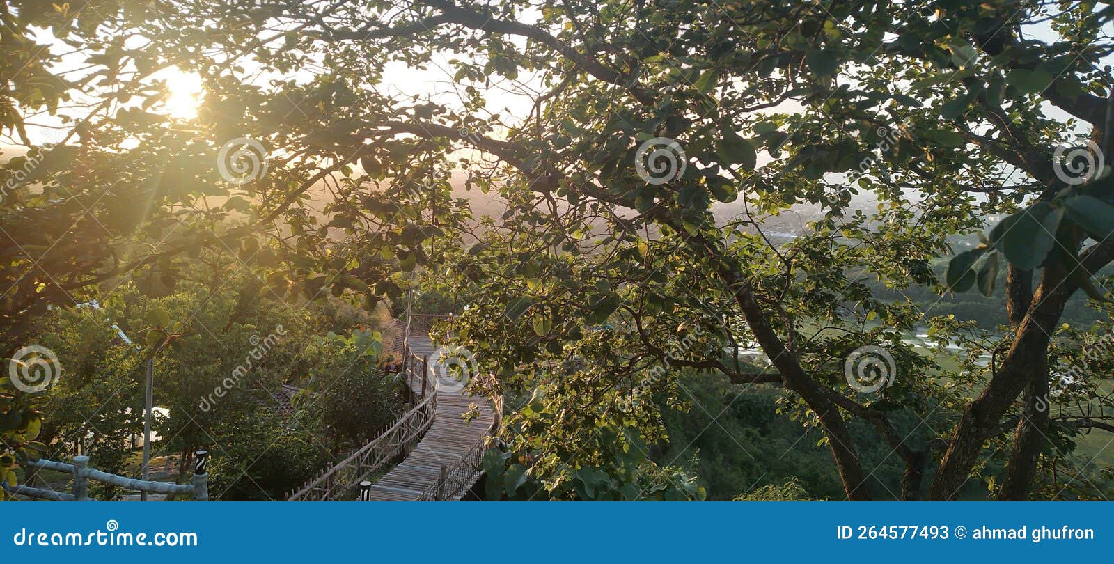 Shine on the Trees at Puncak Sosok Stock Image Image of woodland