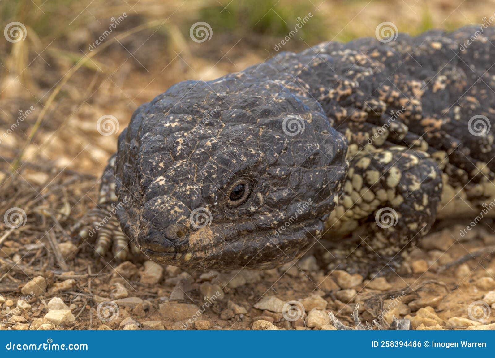 shingle-backed lizard in south australia