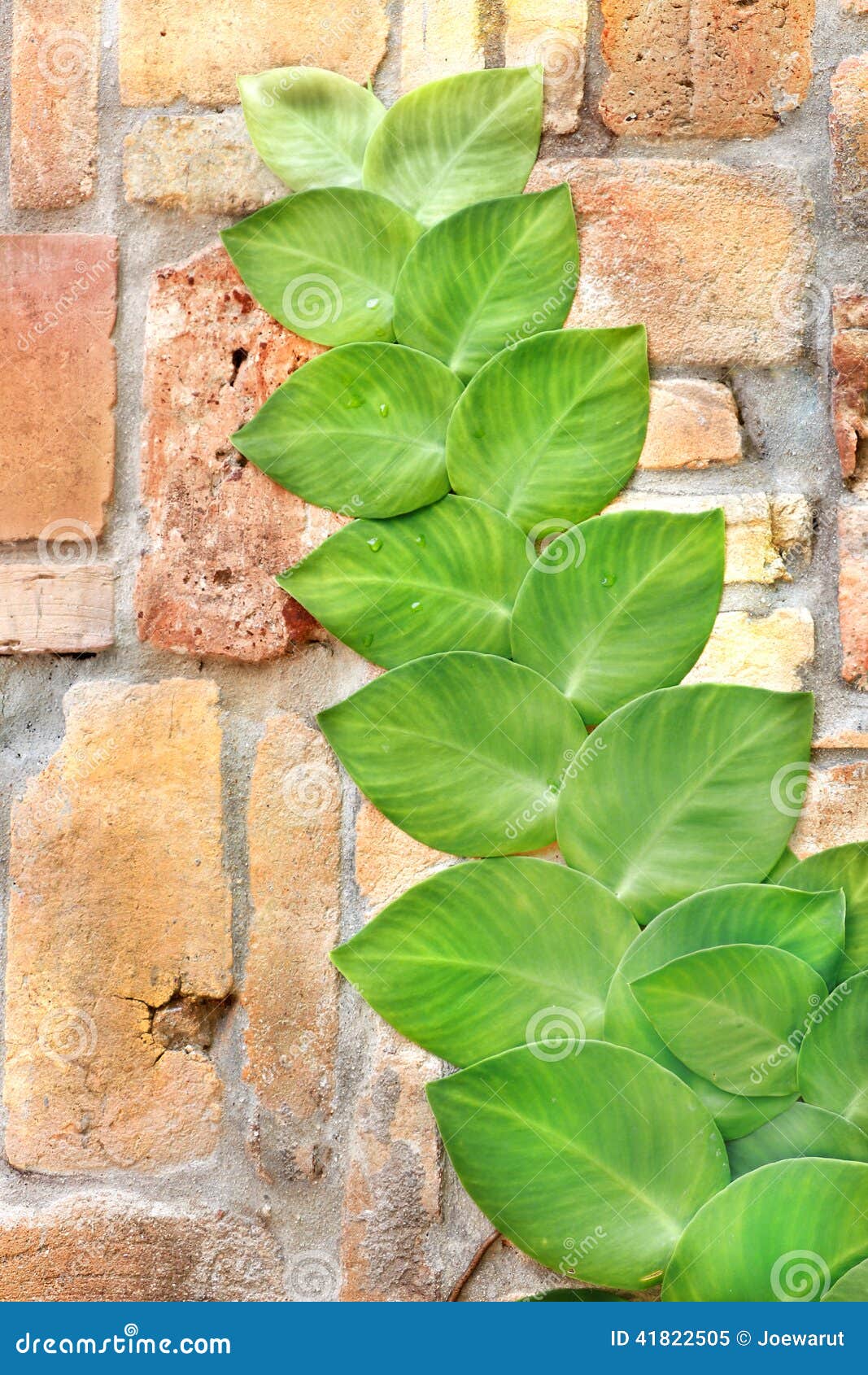Shingle Plant stock image. Image of climbing, color, construction
