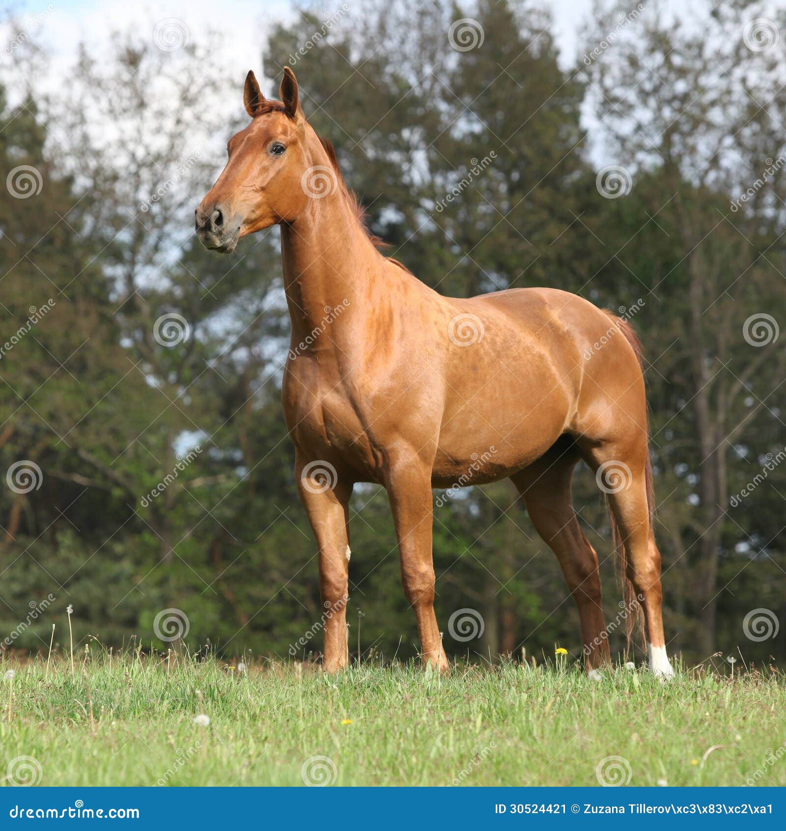 Shining Chestnut Horse Standing on Horizon Stock Image - Image of ...