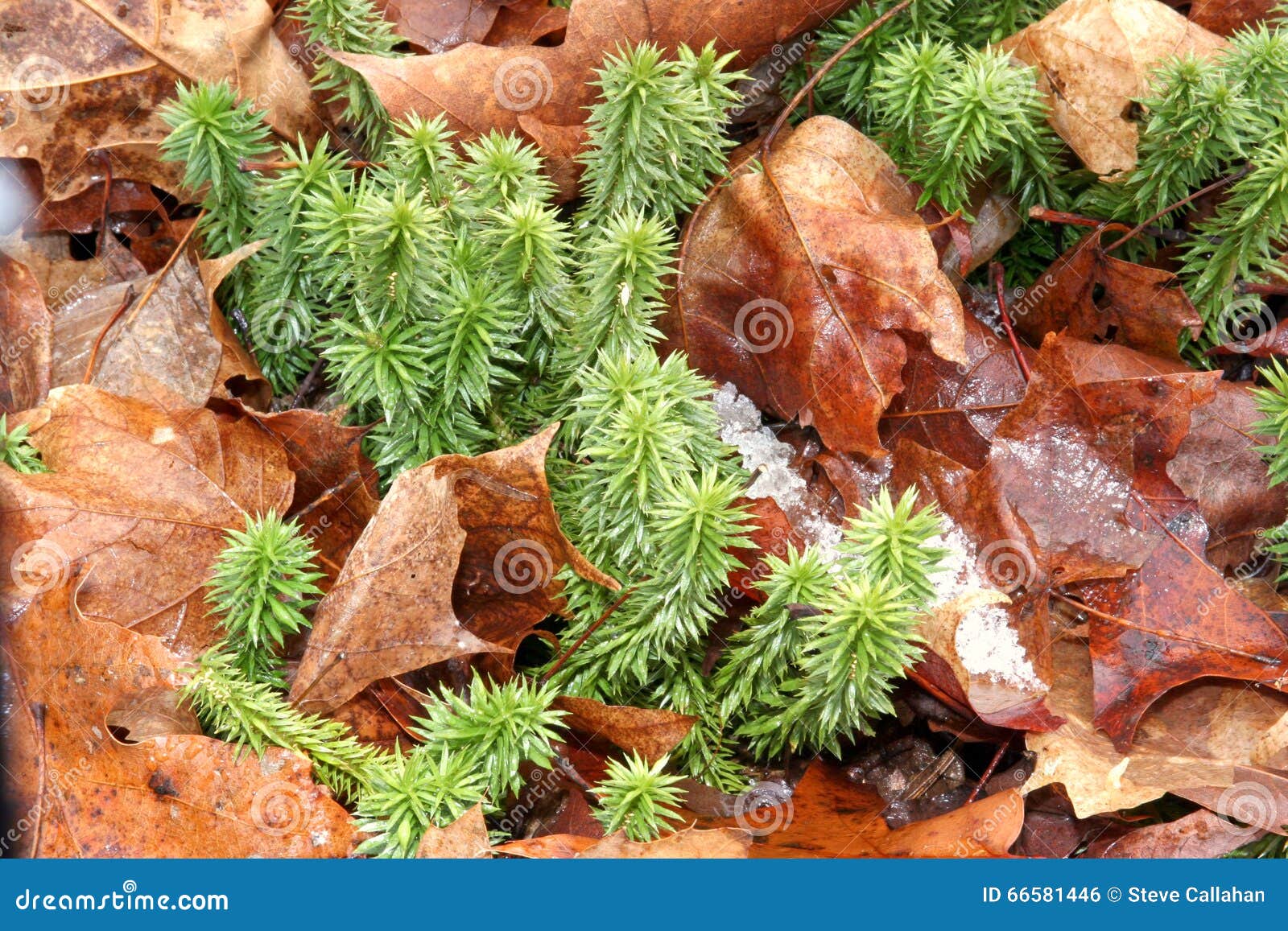 shining fir clubmoss, perennial evergreen on forest floor