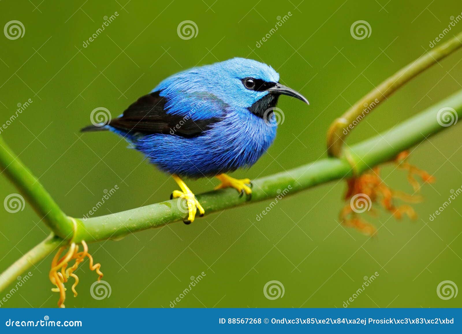 shining honeycreeper, cyanerpes lucidus, exotic tropic blue tanager with yellow leg, costa rica. blue songbird in the nature habit