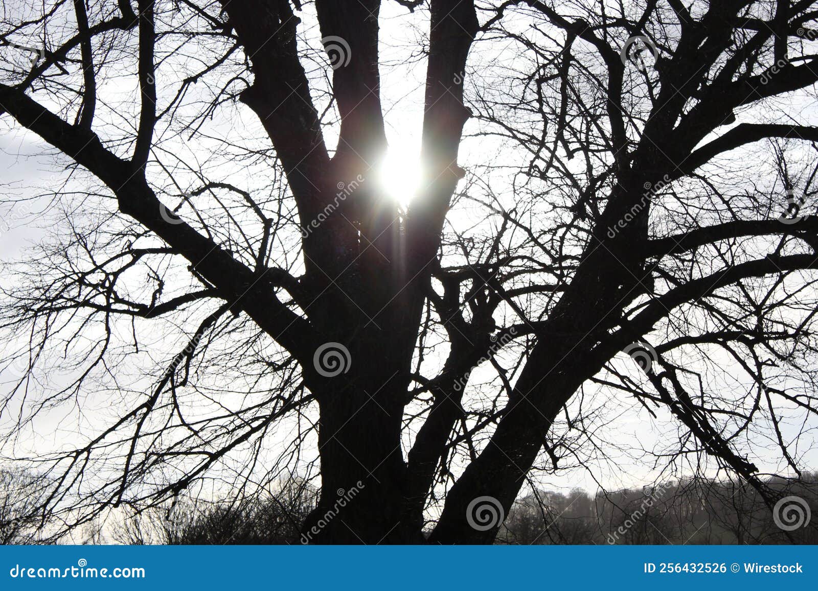 Shining through the Tree Branches Stock Photo Image of trees, beauty