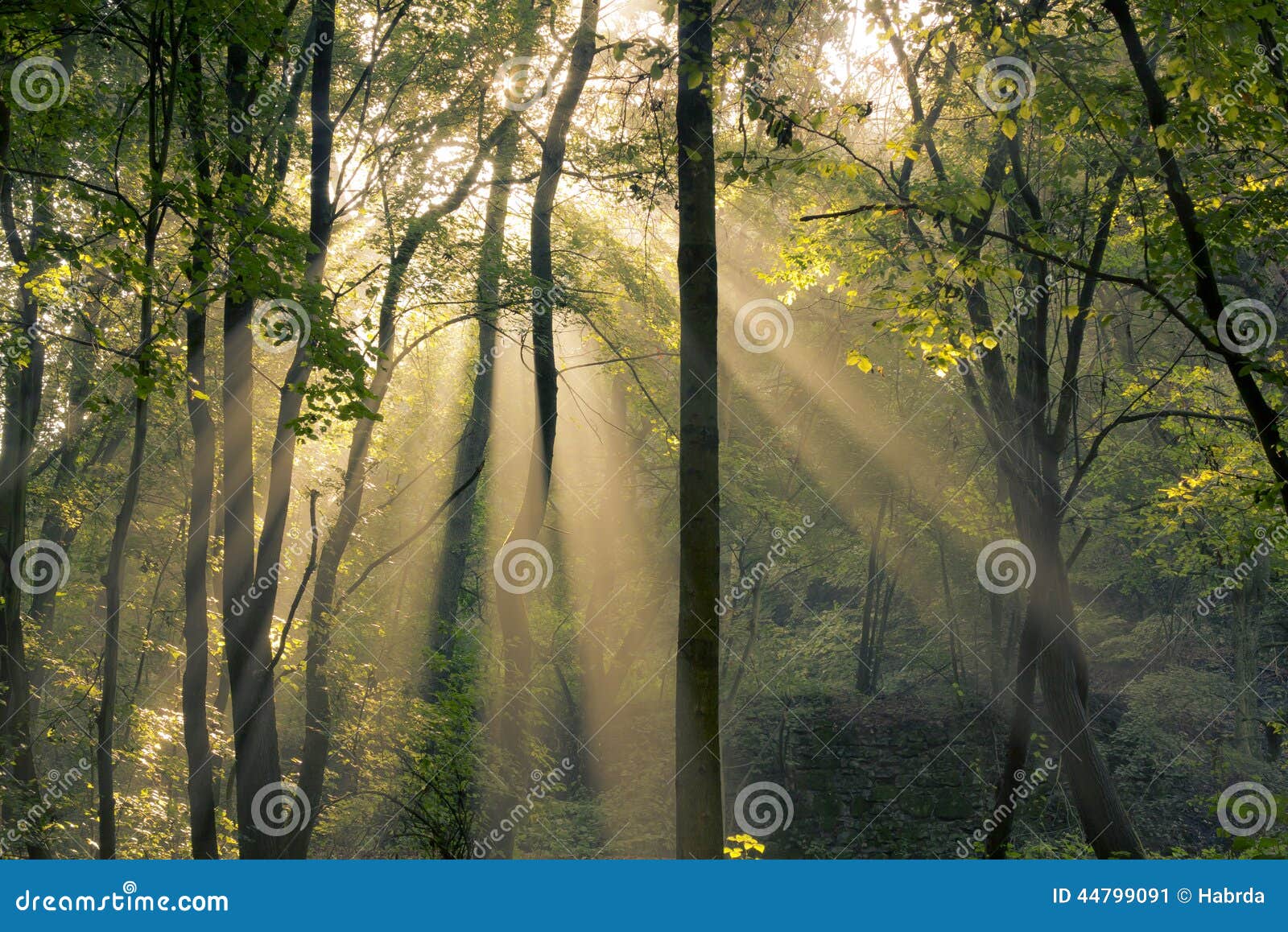 Sun Shining Through Trees In A Woods Stock Photography CartoonDealer
