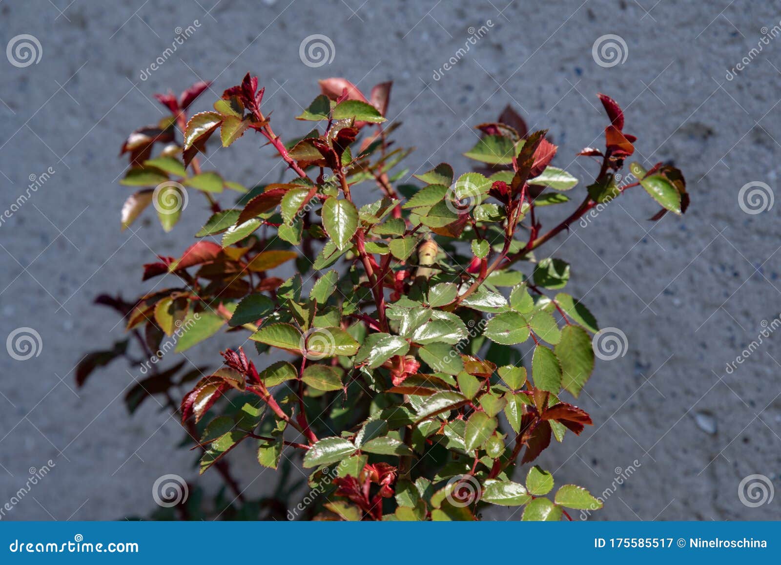 Young Natural Red Bush