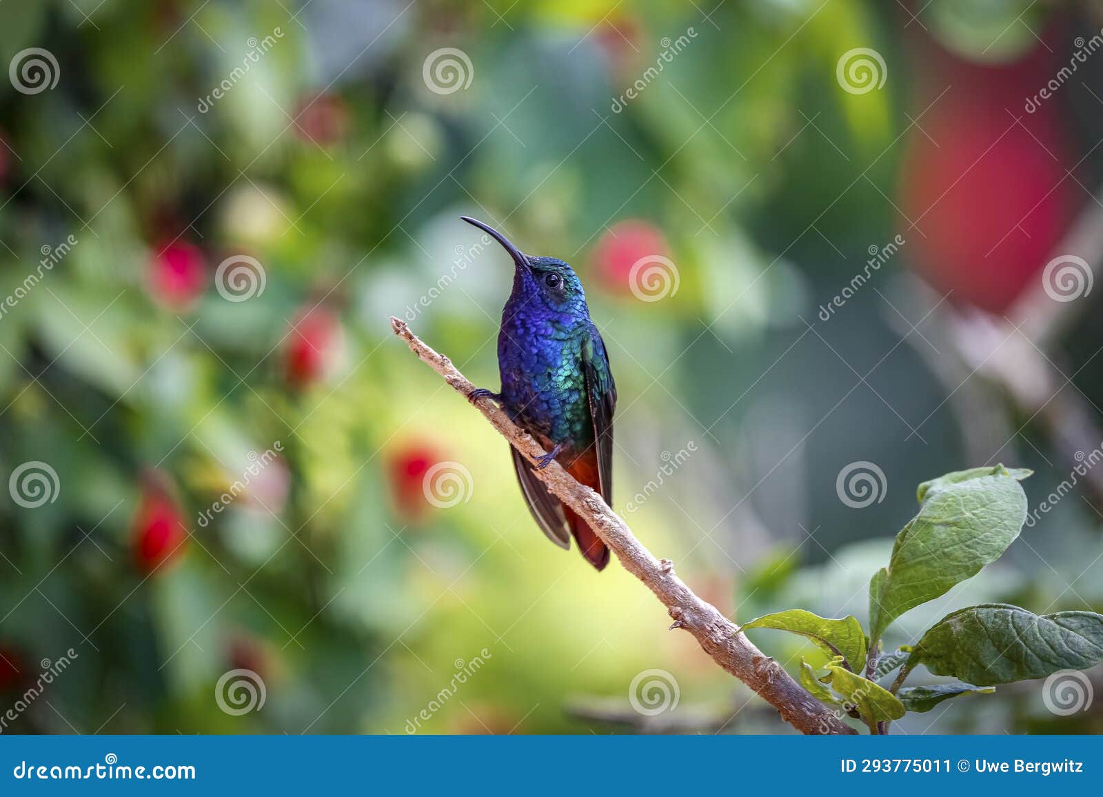 shiny lazuline sabrewing hummingbird (campylopterus falcatus), rogitama biodiversidad, colombia