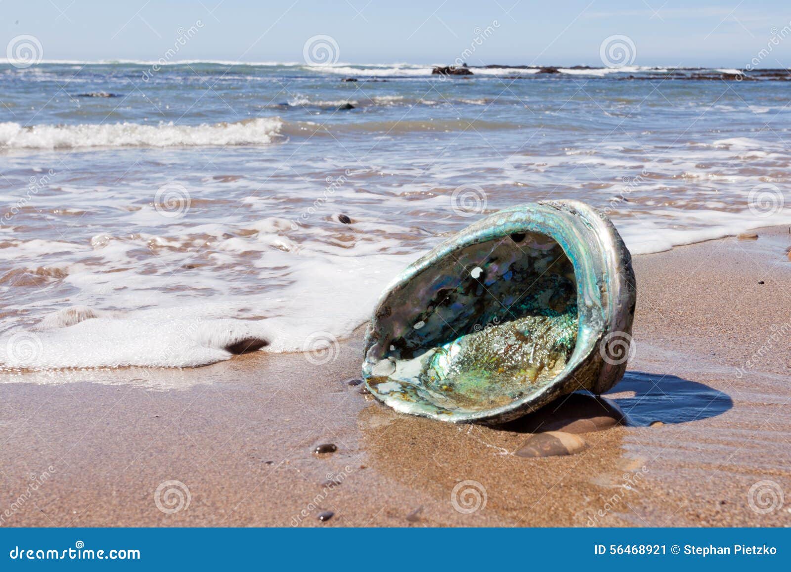 shiny nacre abalone shell washed ashore onto beach