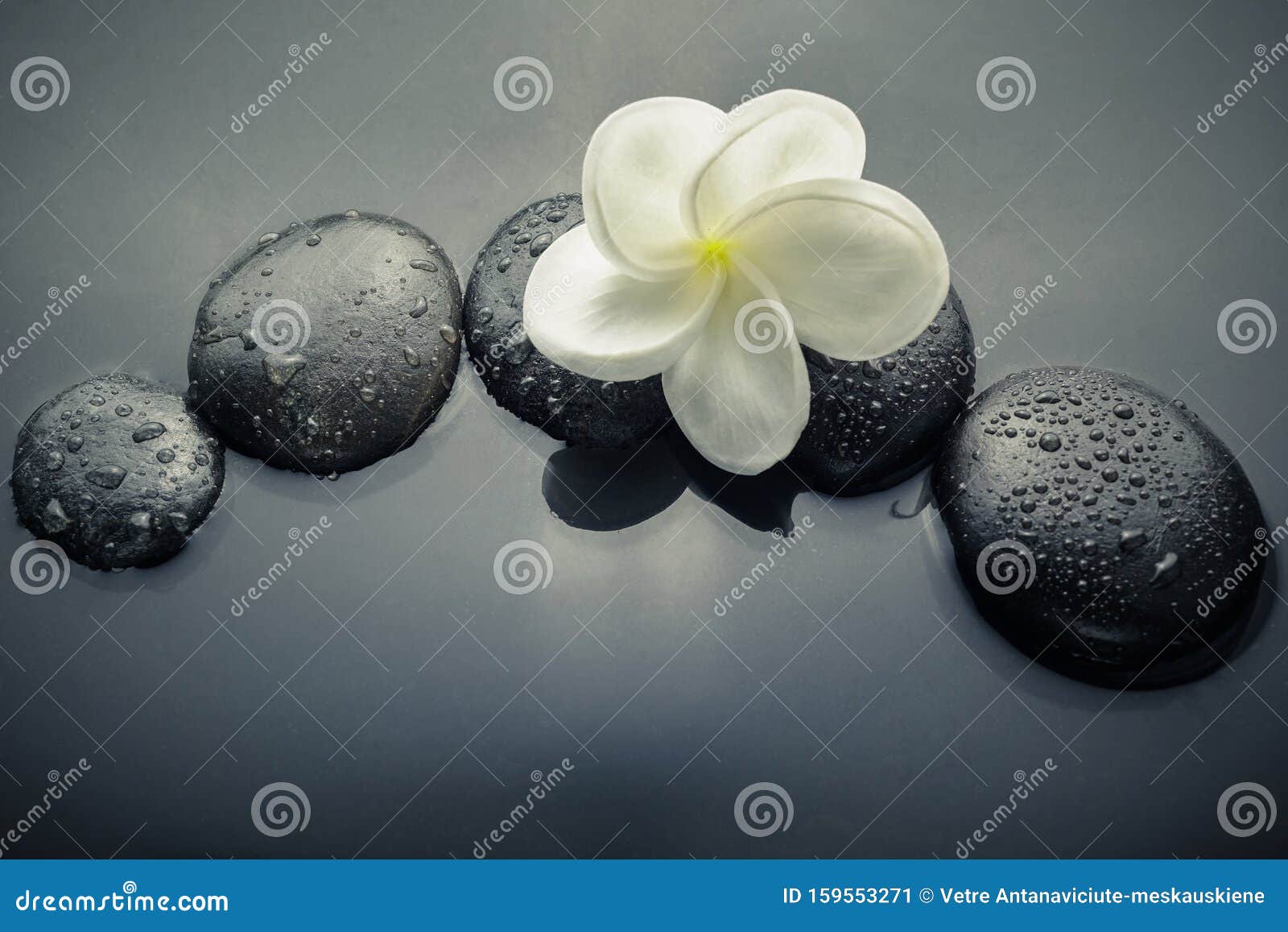 shiny zen stones with water drops and plumeria flower. top view