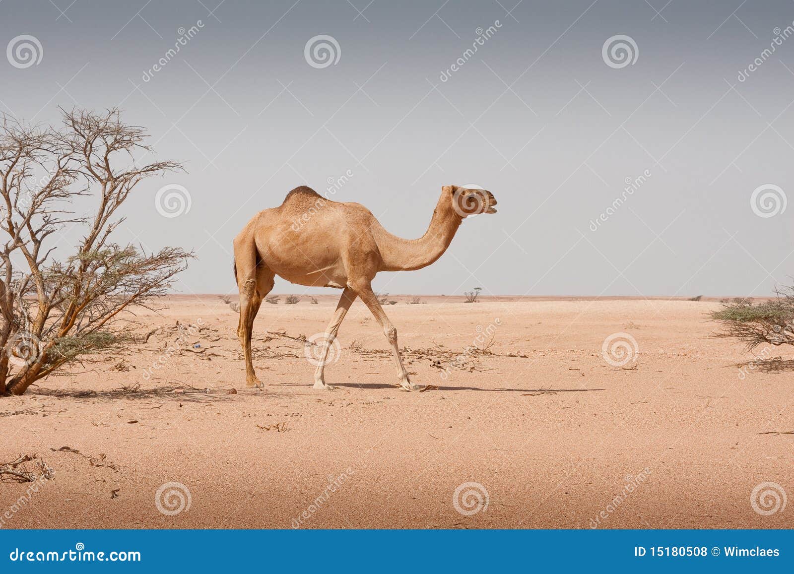 Ship of the desert stock photo. Image of oman, dromedaris - 15180508