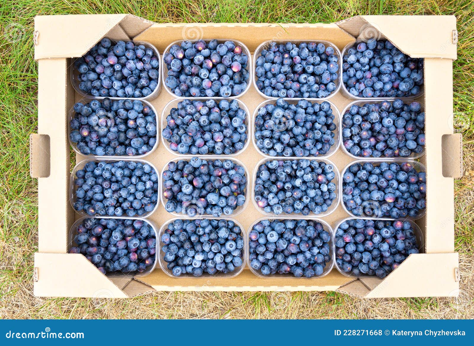 Shipping Box with Blueberries Containers Stock Photo Image of produce