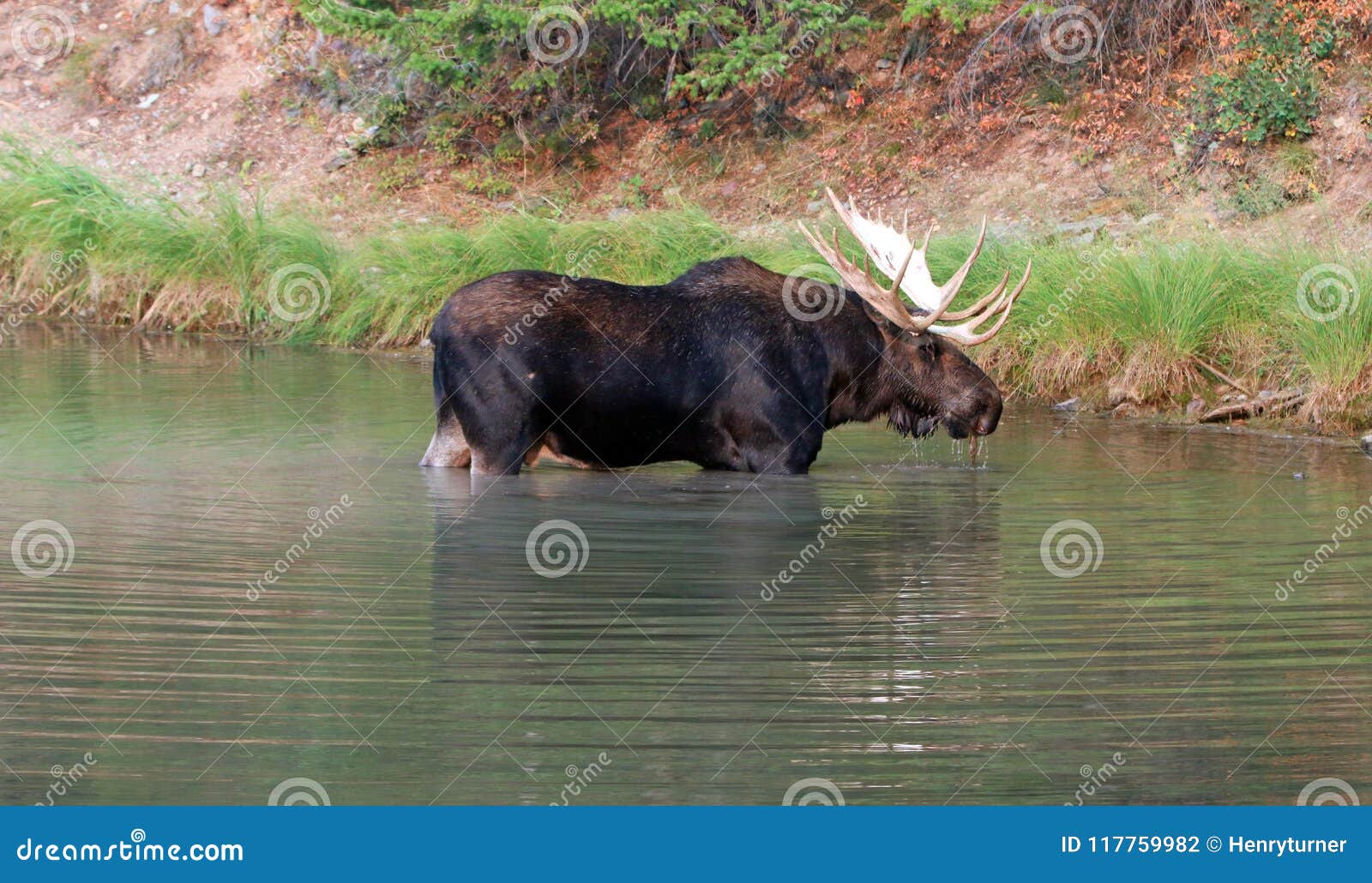 shiras bull moose near shore of fishercap lake in the many glacier region of glacier national park in montana usa