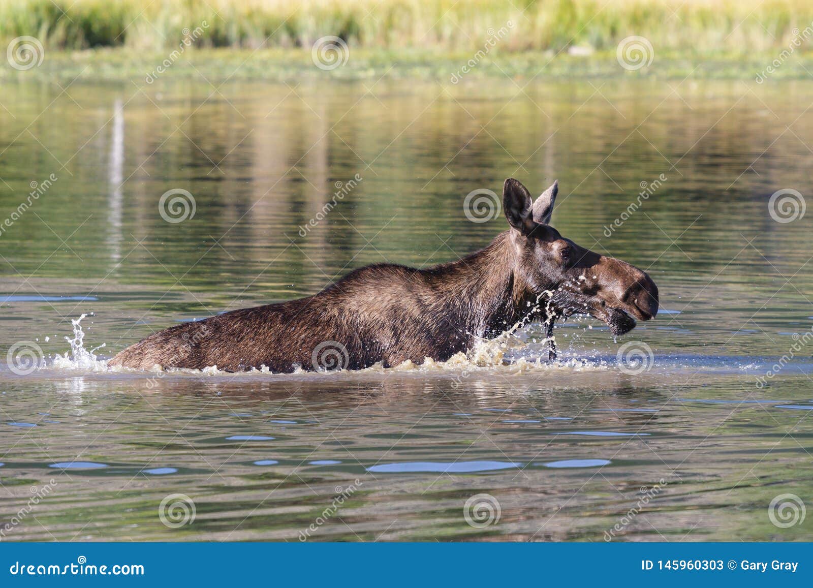 Shiras Moose in Colorado. Shiras are the smallest species of Moose in North America. Wild Moose Living in the Forests of the Colorado Rocky Mountains