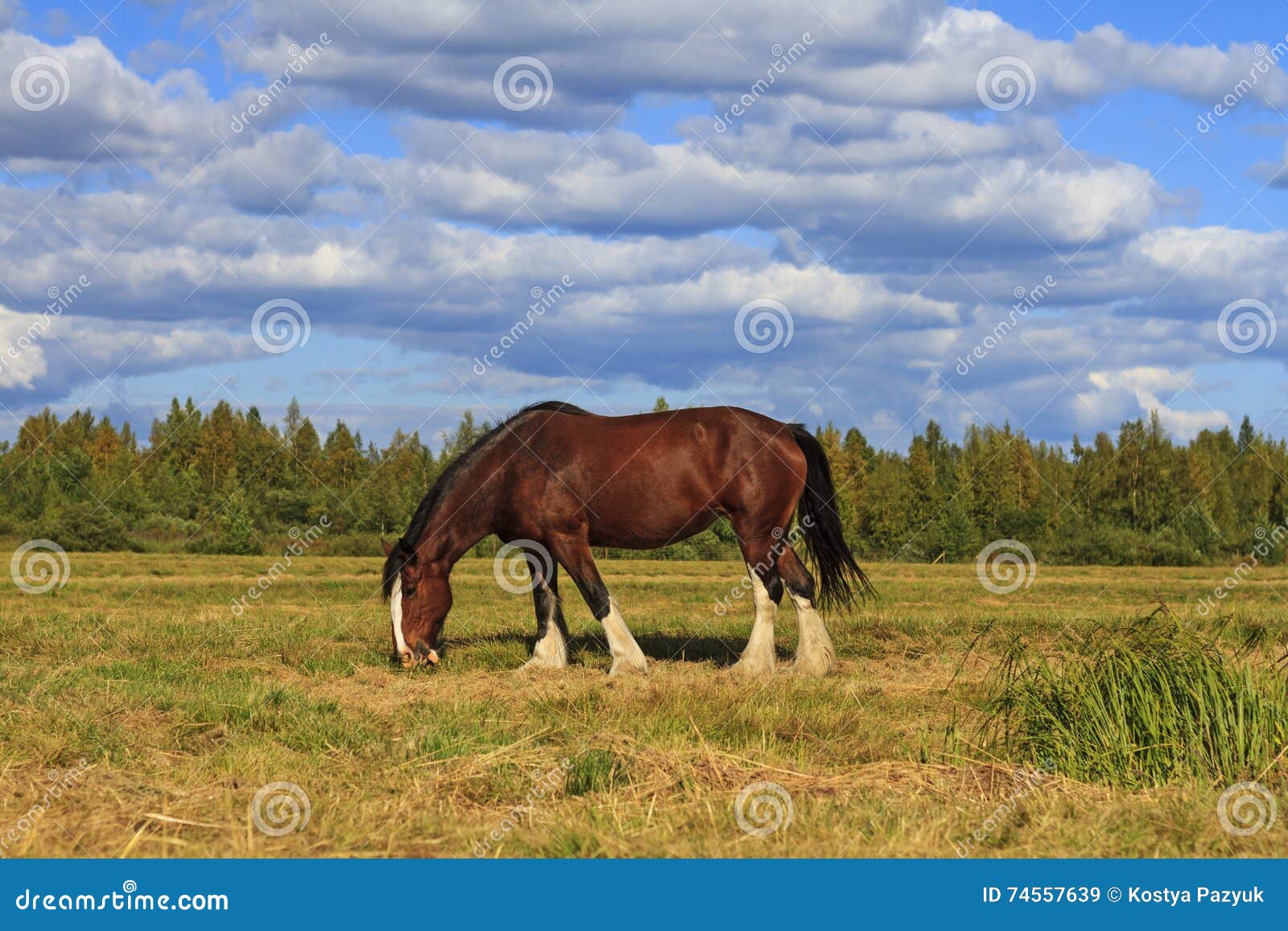 shire horse grazing among the gloomy landscape