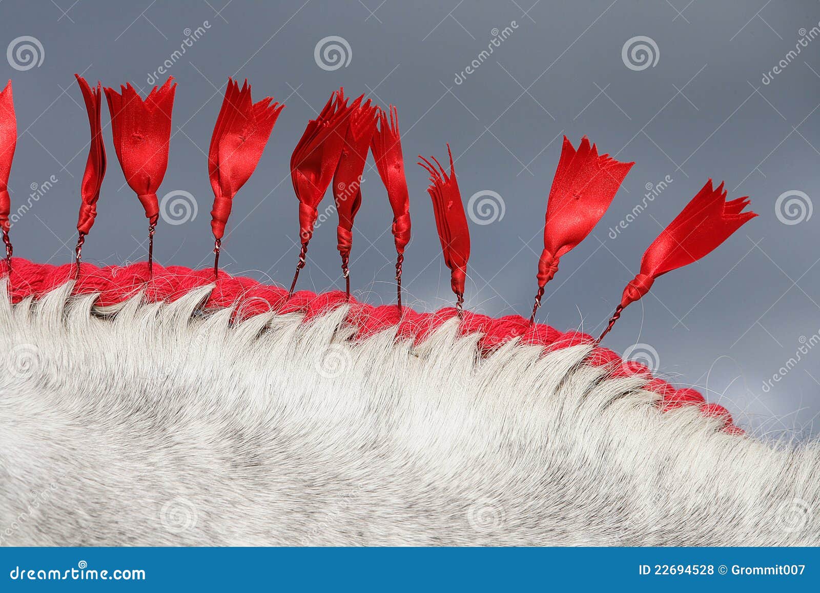 Shire horse mane ribbons. stock photo. Image of ribbons 22694528