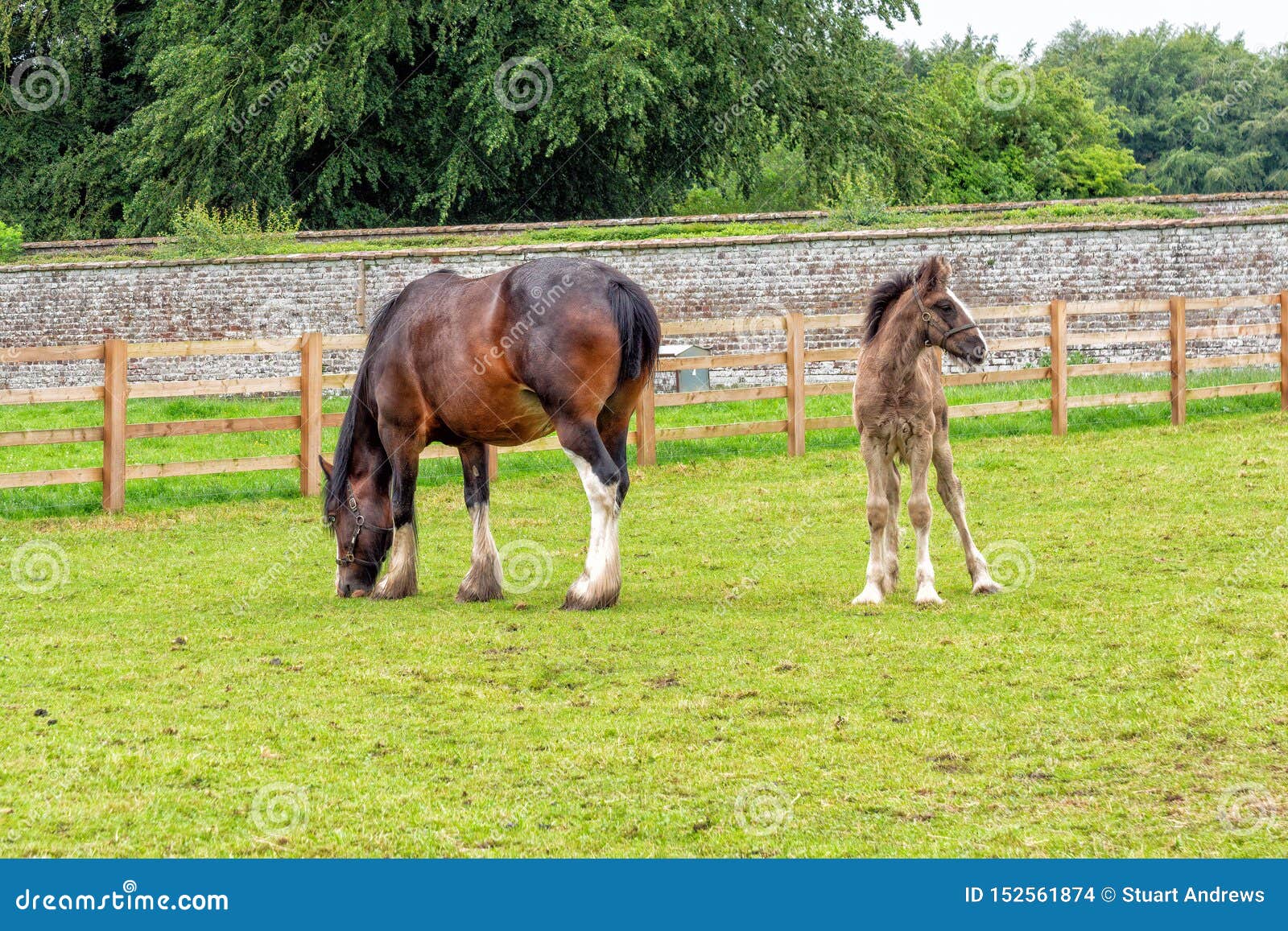 Shire Horse Mare And Foal, Sledmere House, Yorkshire ...