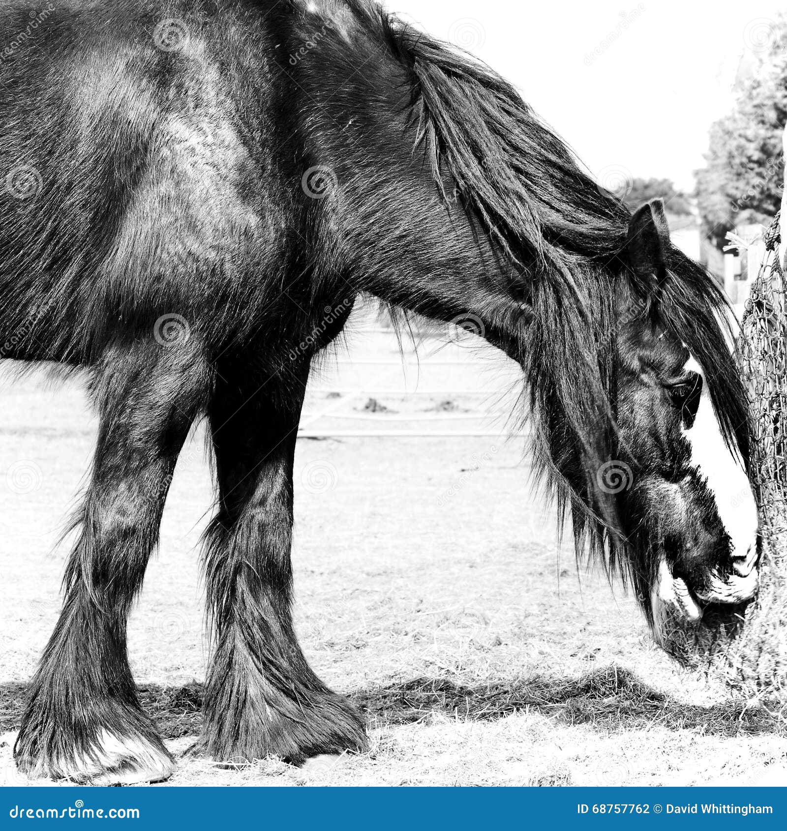 Shire Horse Norfolk UK stock photo. Image of pasture 68757762