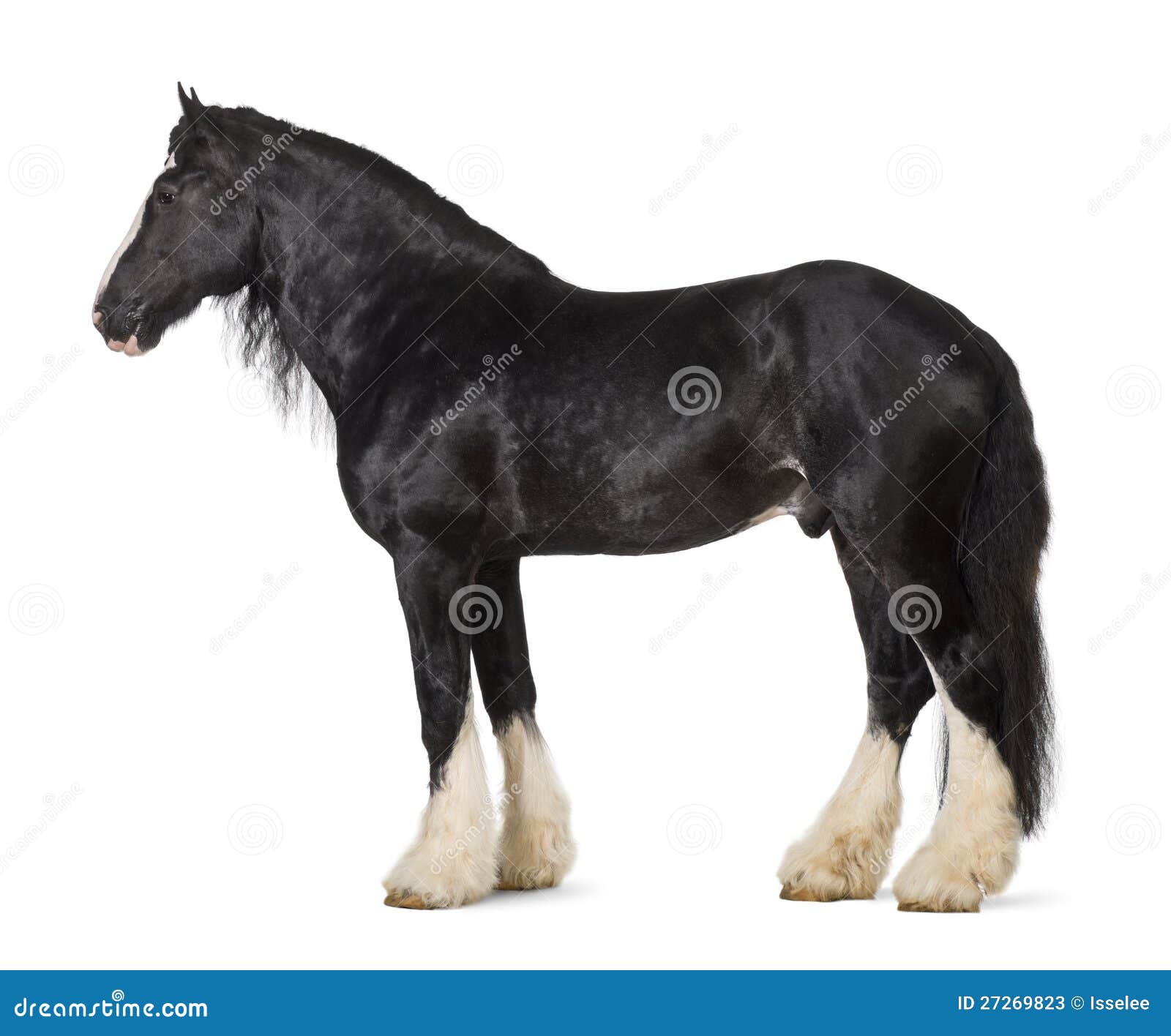 Bay Horse Standing Isolated White Background Stock Photo by ©kwadrat70  206585414