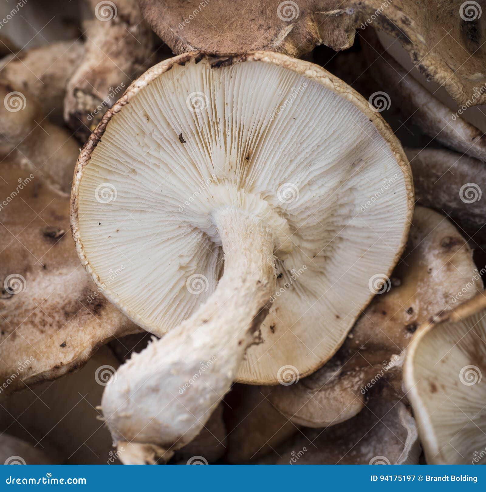 A selection of Shitake Mushrooms Stock Photo by ©antoine2000 2998995