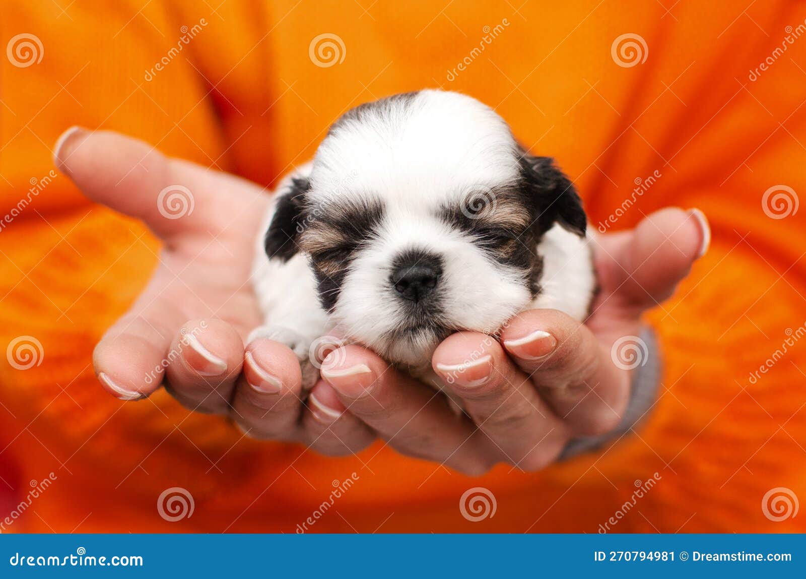 Shitzu Cachorros Fofinhos Cachorros Lindos Retratos De Estimação