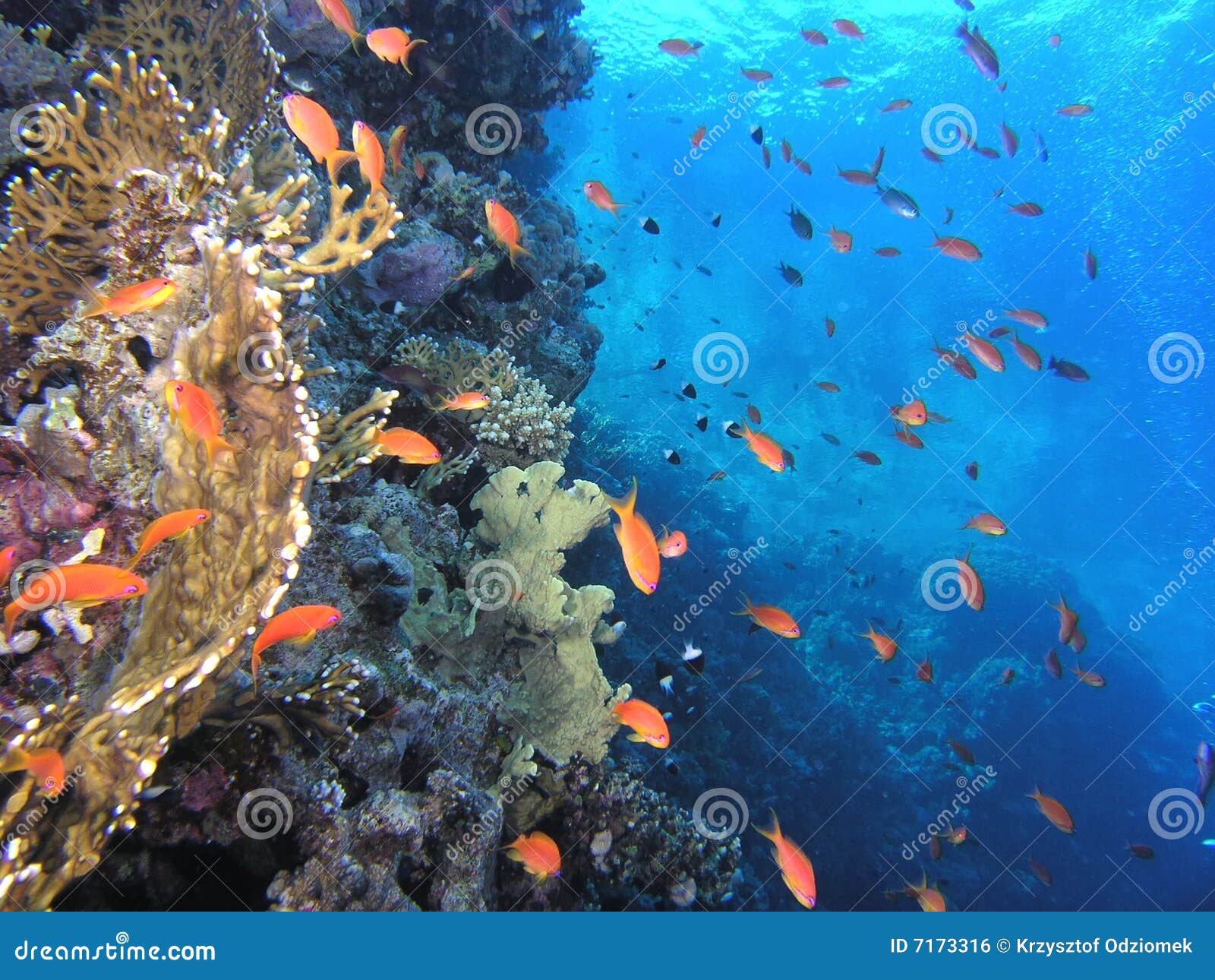 Shoal of fish on the reef stock photo. Image of fauna - 7173316