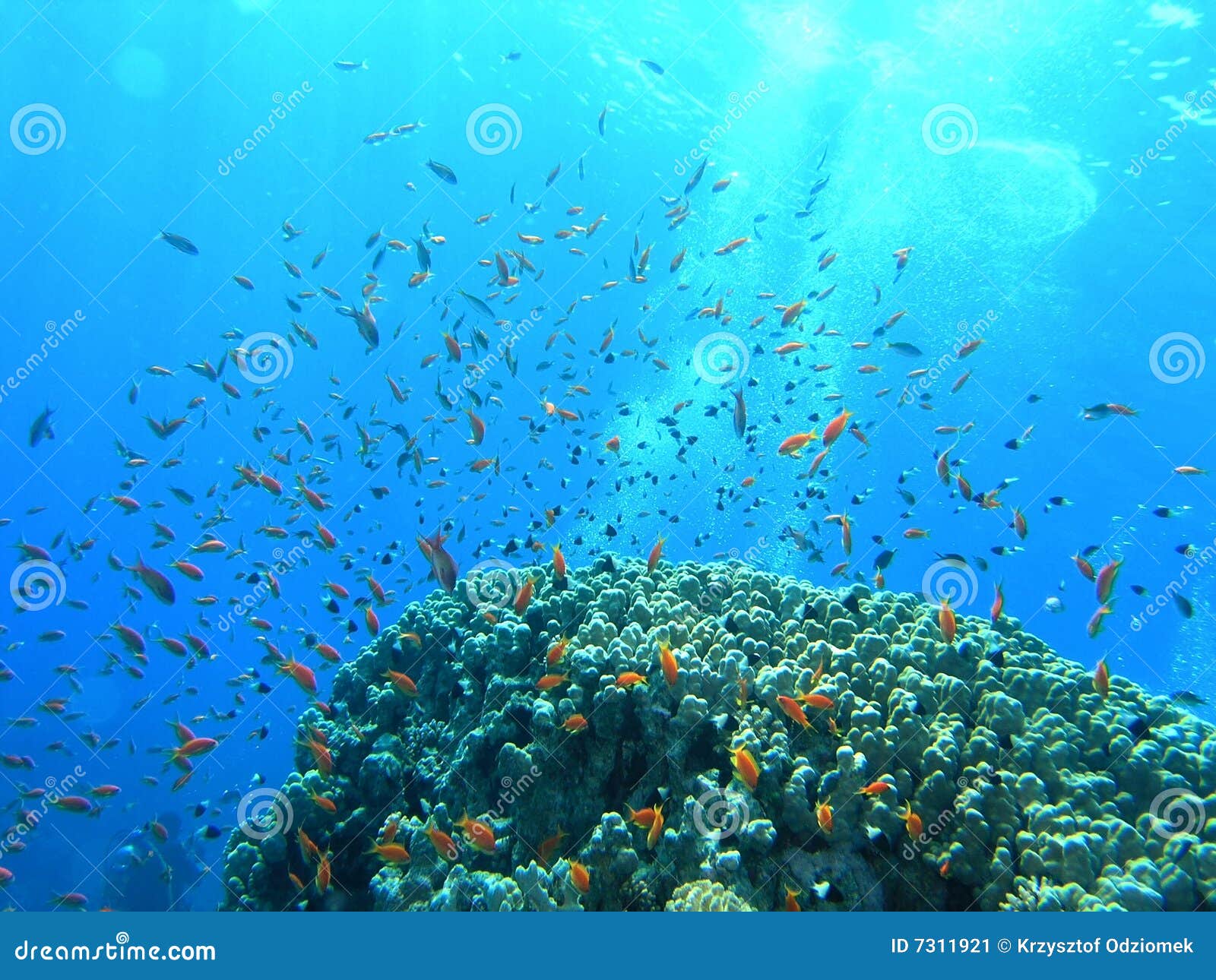 Shoal of fish on the reef stock image. Image of flora - 7311921