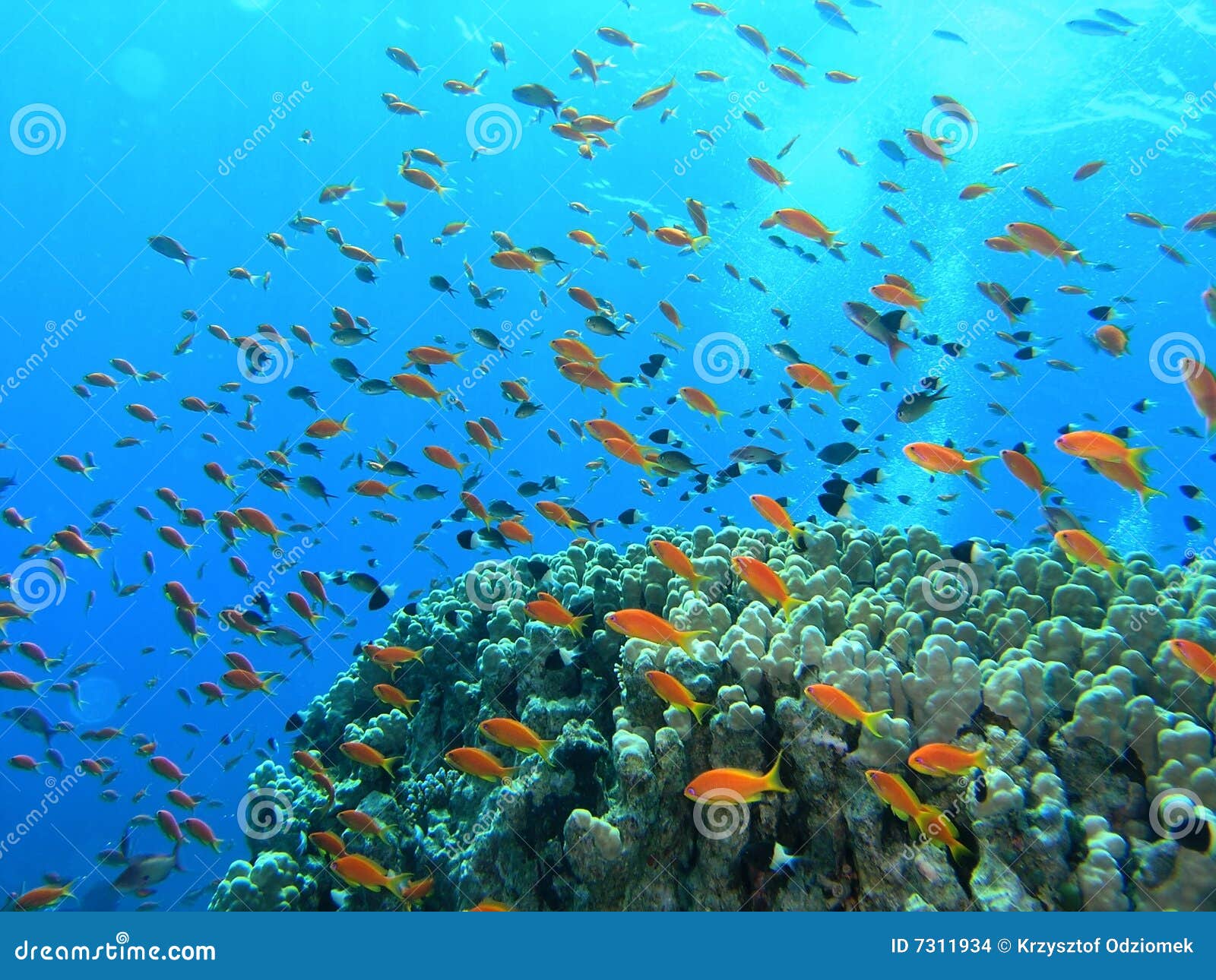 Shoal of fish on the reef stock photo. Image of underwater - 7311934