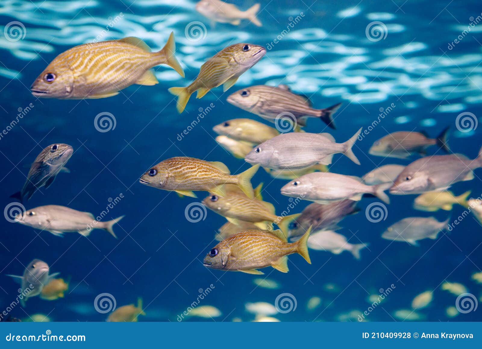 Shoal Group of Tiny Small Tropical Fish Under Water in Aquarium. Sea Ocean  Marine Wildlife Animals Swimming in Blue Water Stock Photo - Image of  habitat, fish: 210409928