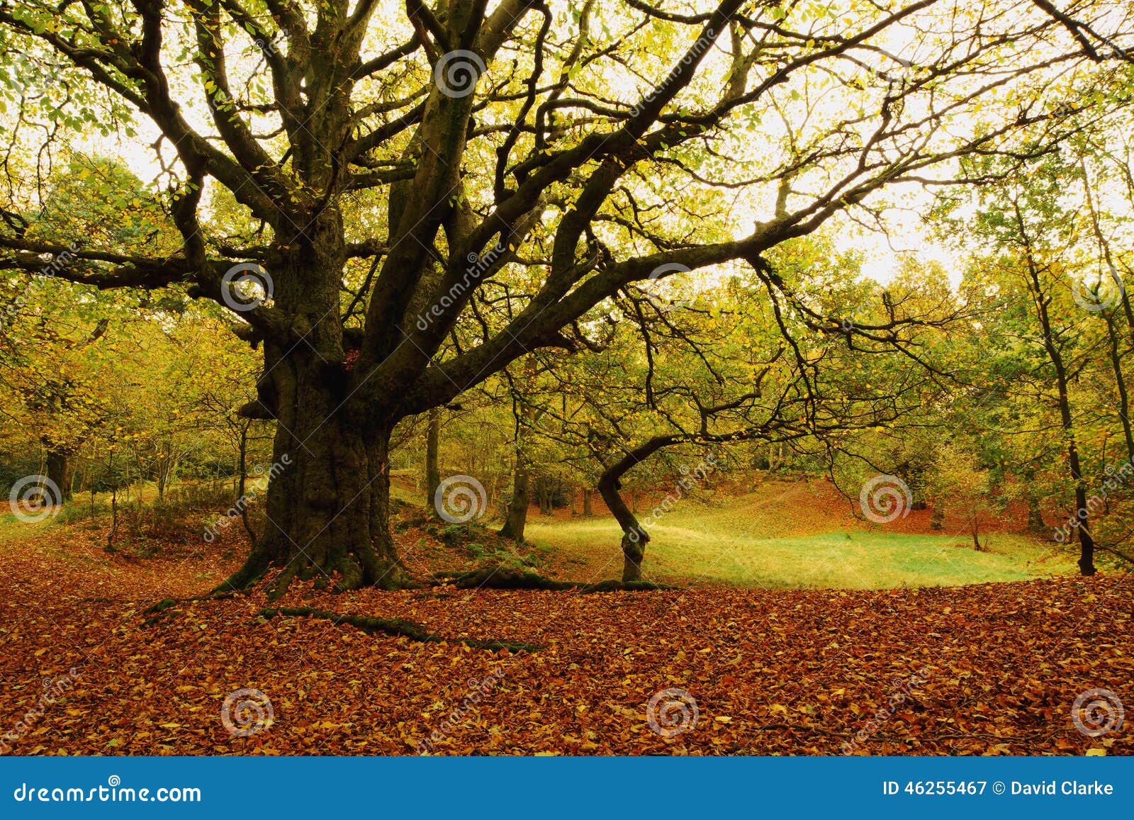 shoal hill, cannock chase forest in autumn